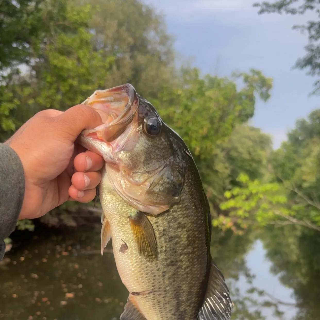 Largemouth bass caught on Fishbrain