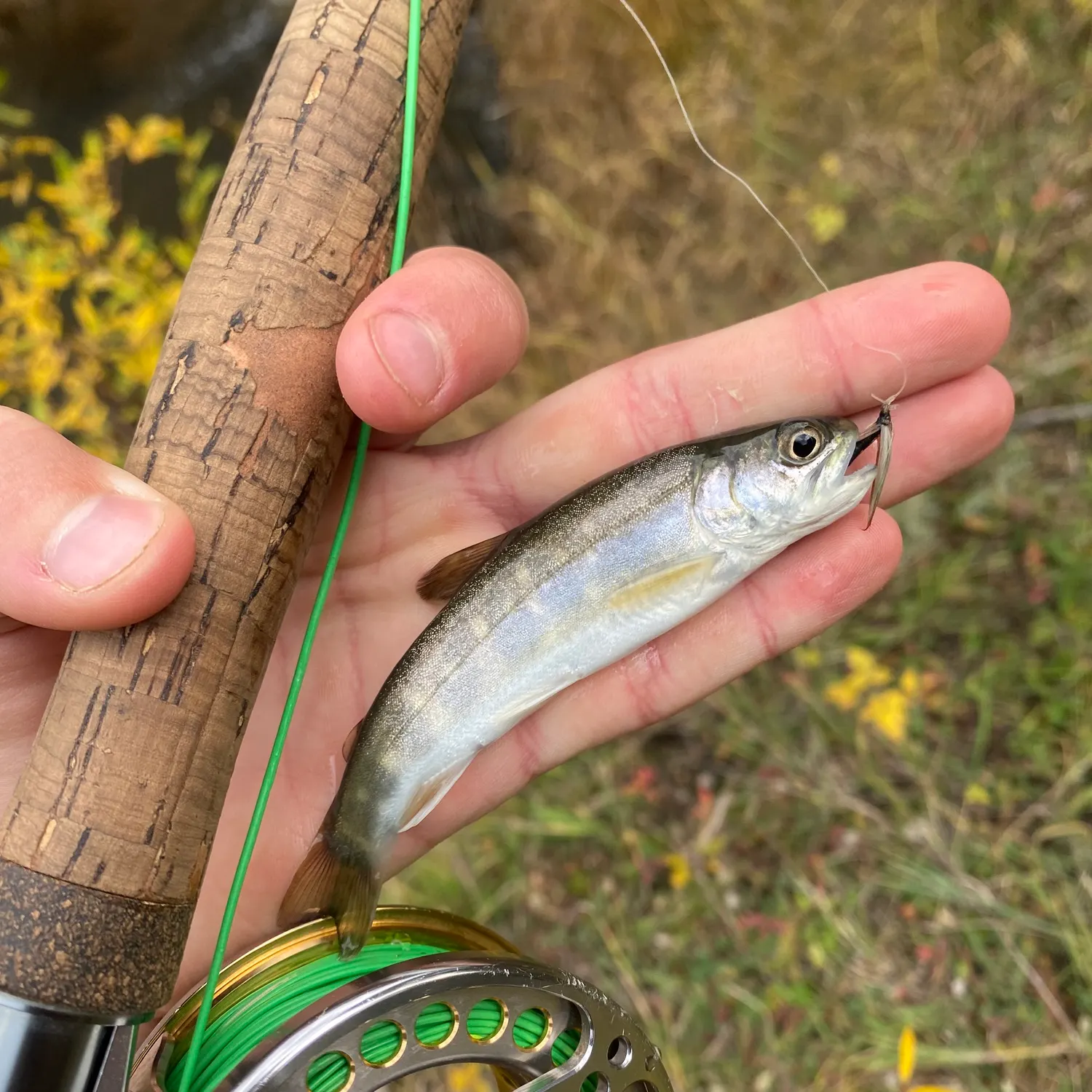 Brook trout caught on Fishbrain