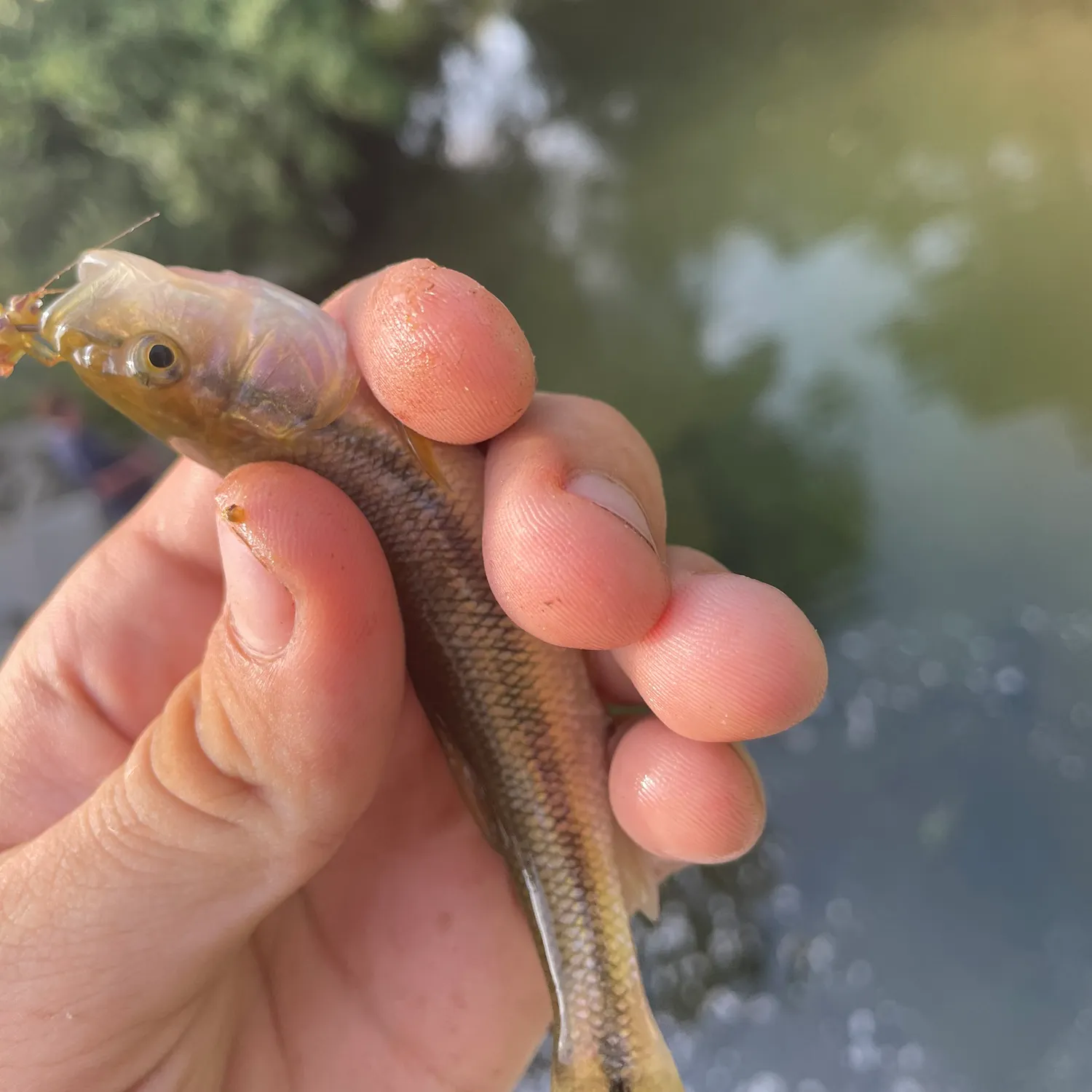 Creek chub caught on Fishbrain