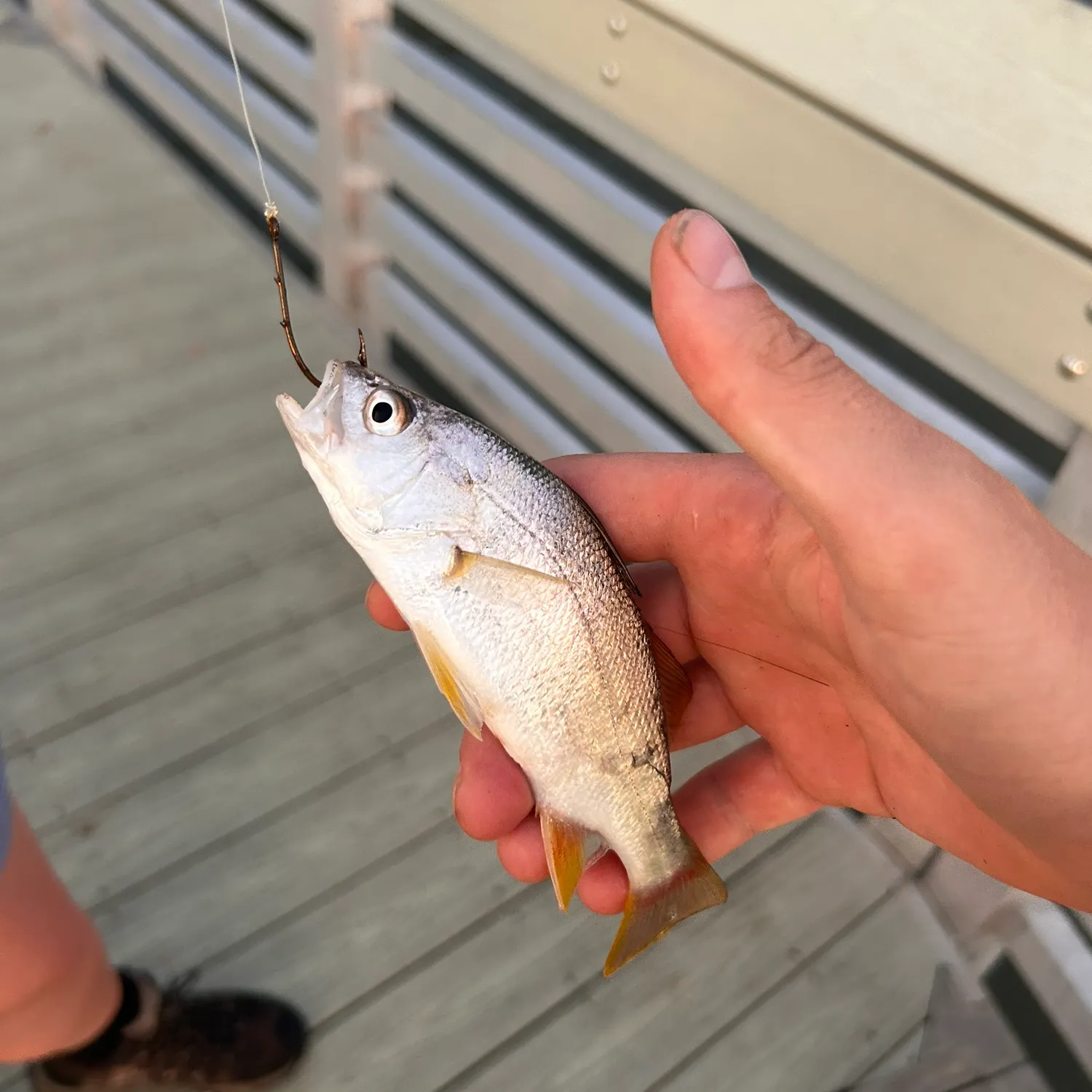 Atlantic croaker caught on Fishbrain
