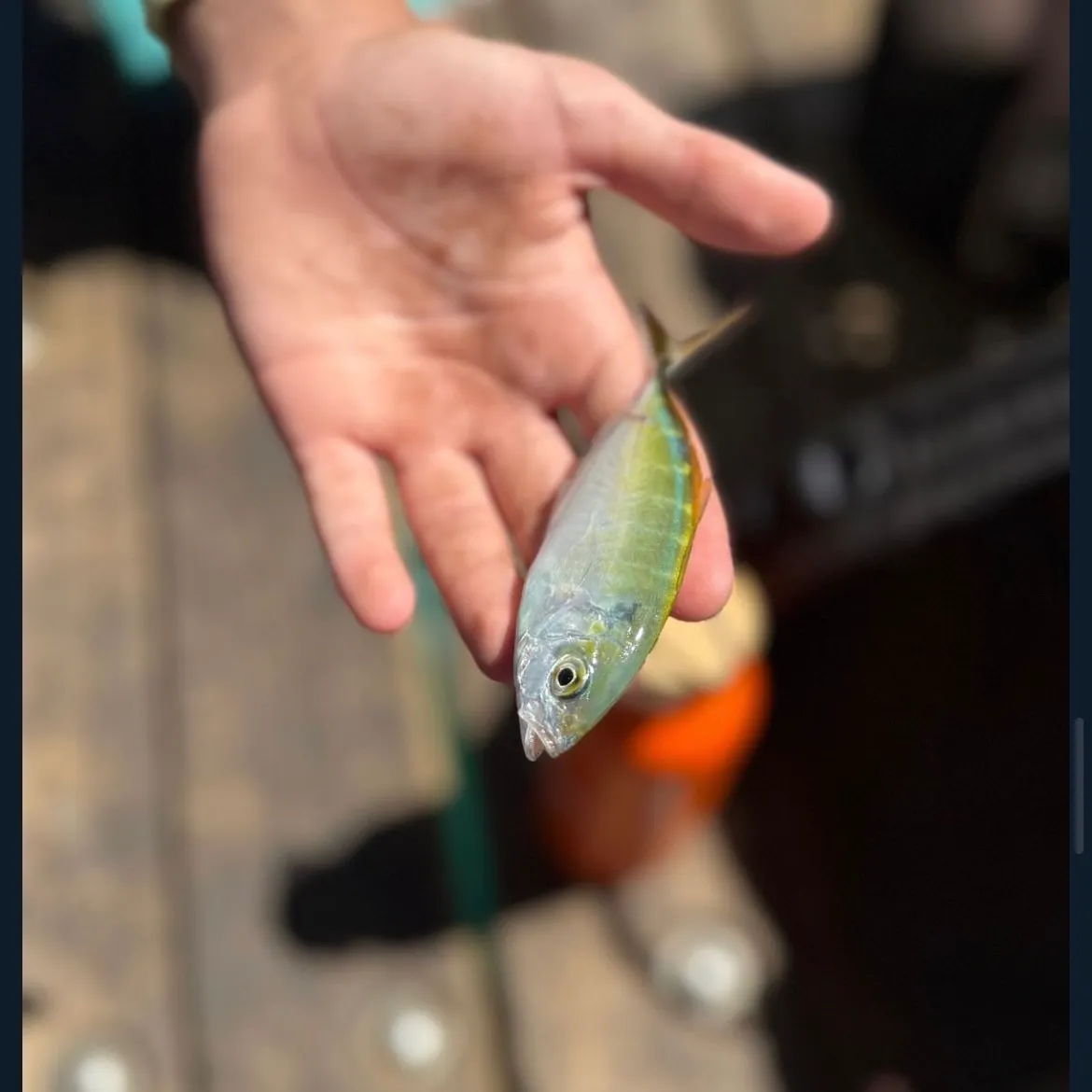 The most recent Bar jack catches on Fishbrain
