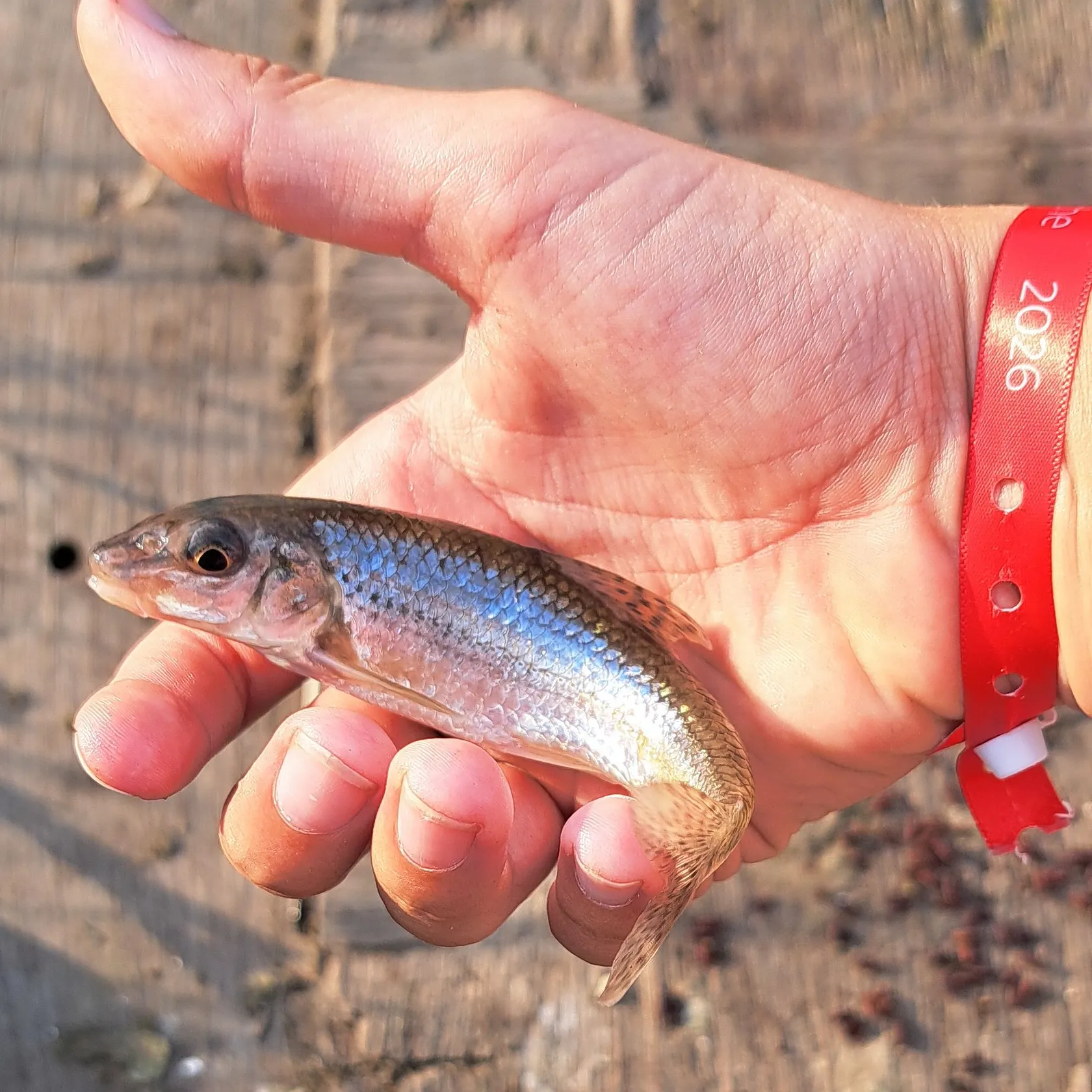 The most recent Gudgeon catches on Fishbrain