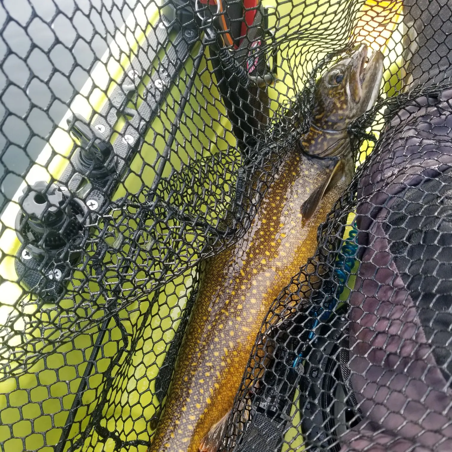 Lake char caught on Fishbrain