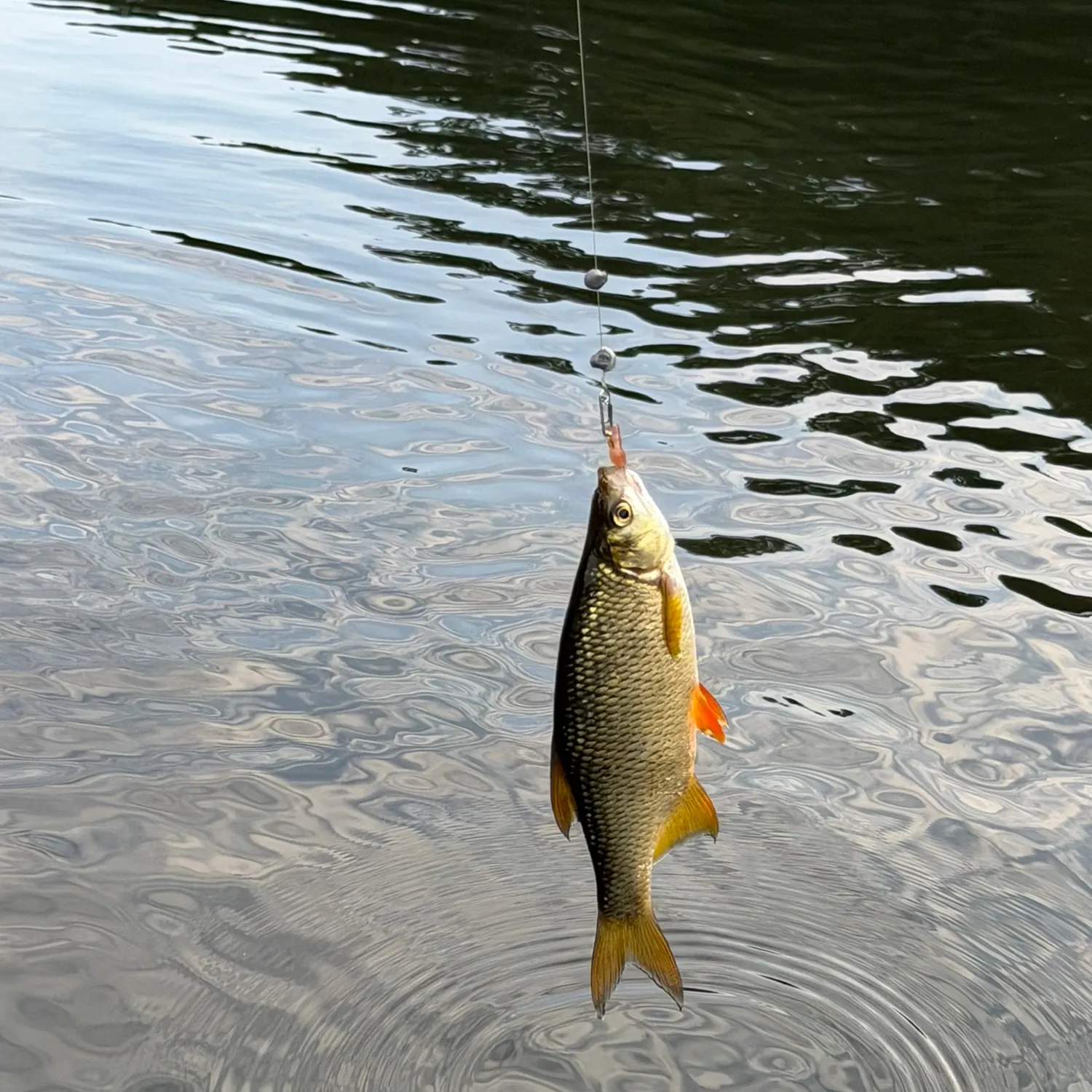 Golden shiner caught on Fishbrain