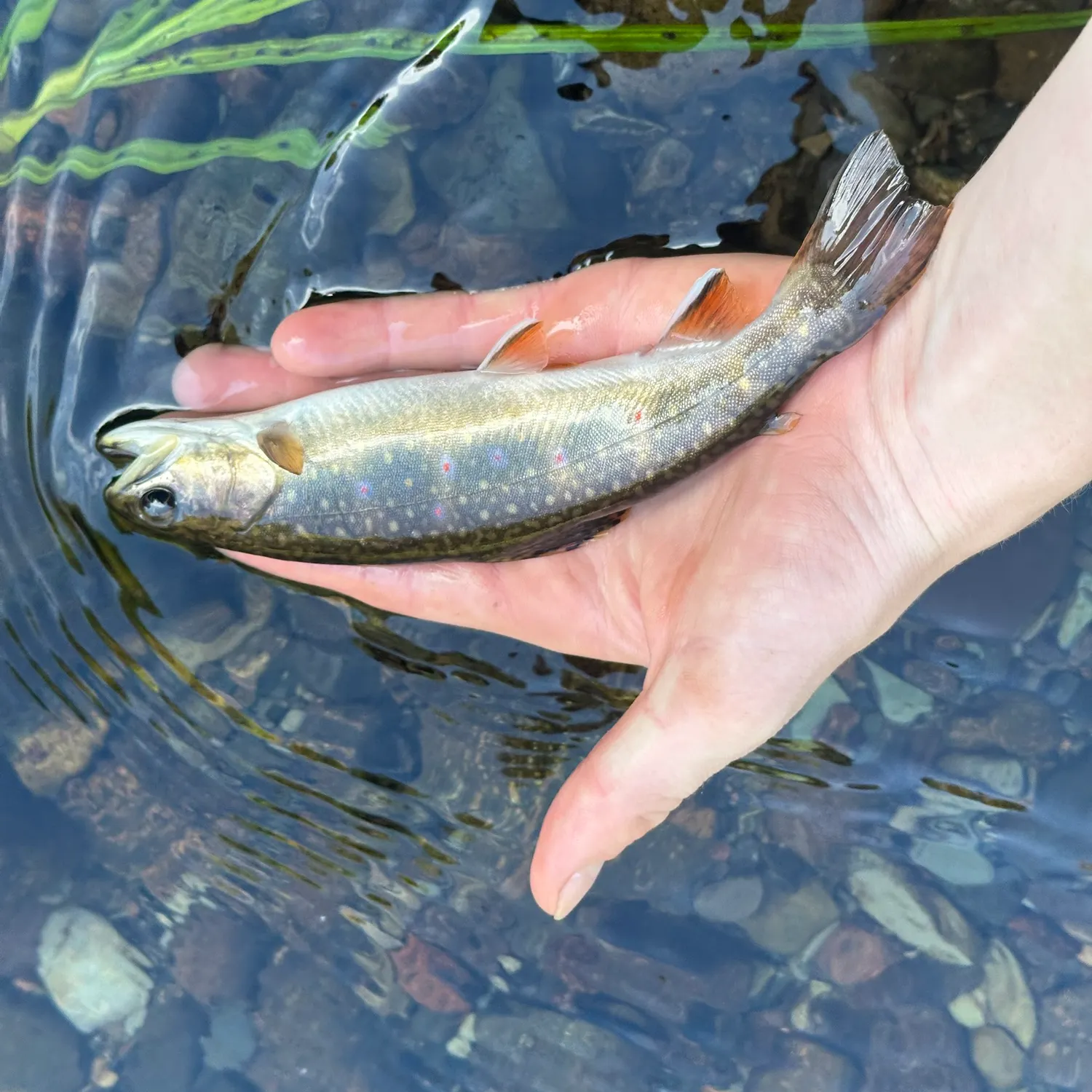 Brook trout caught on Fishbrain