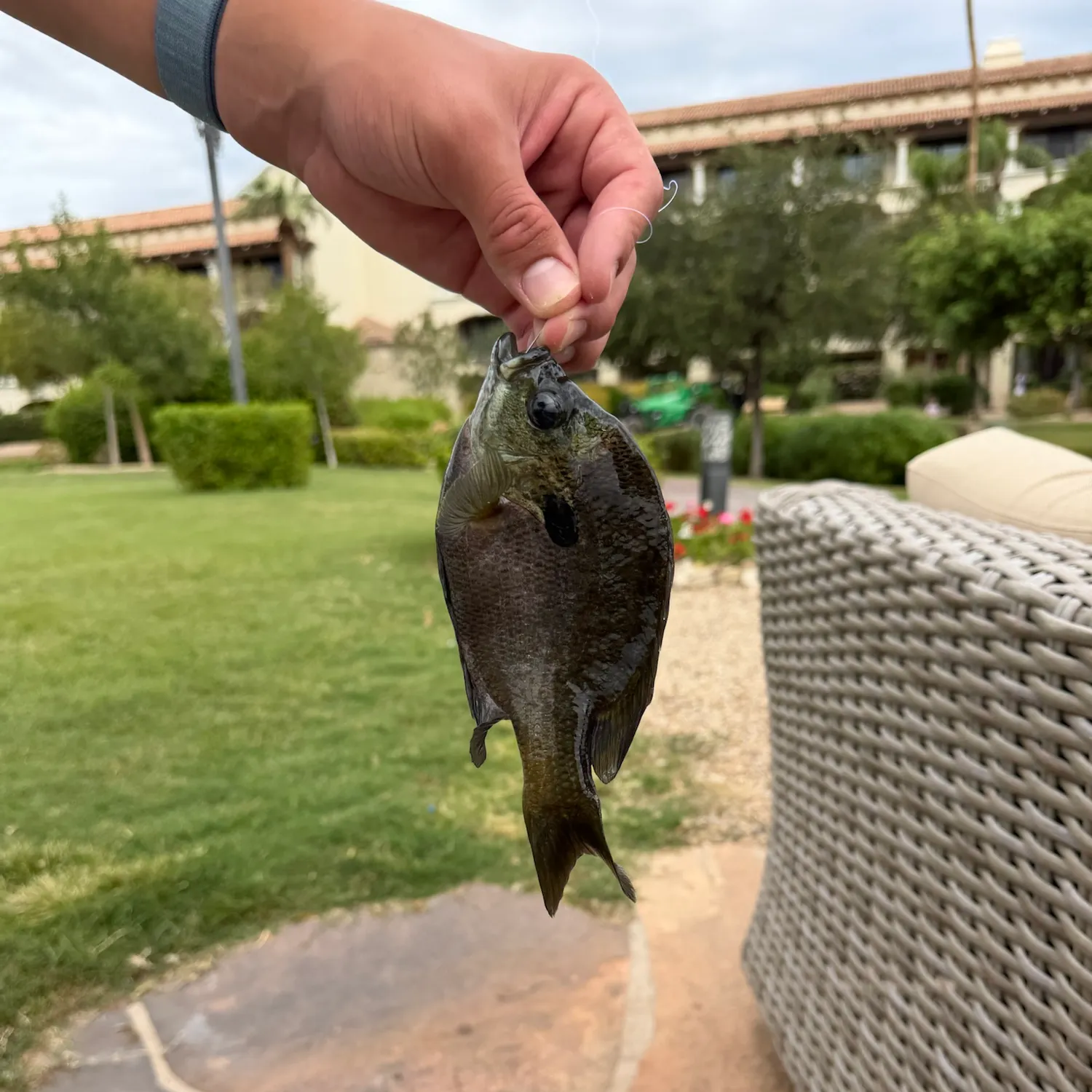 Coppernose bluegill caught on Fishbrain