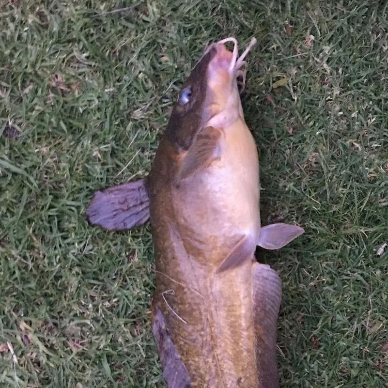 The most recent Dewfish catches on Fishbrain