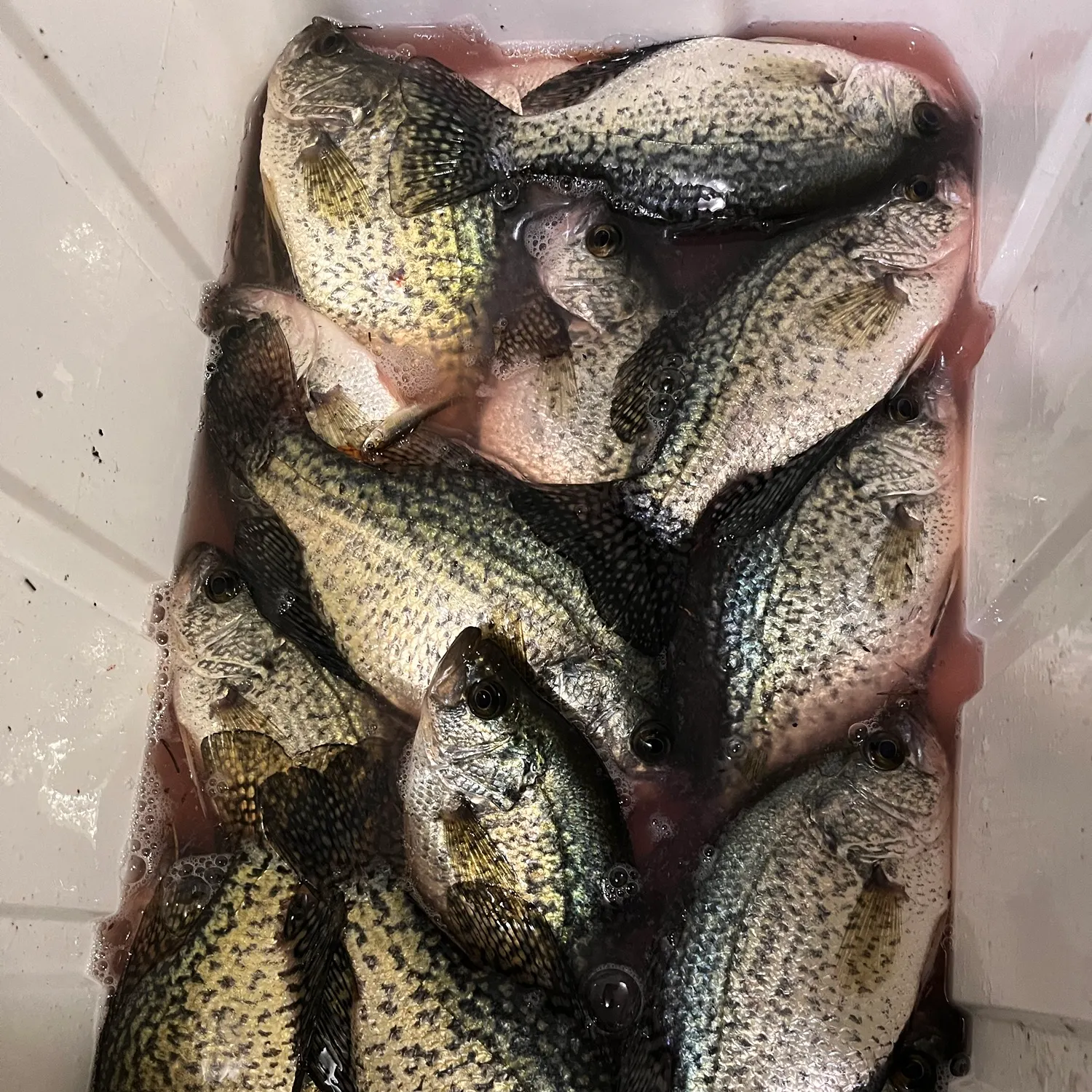 Black crappie caught on Fishbrain
