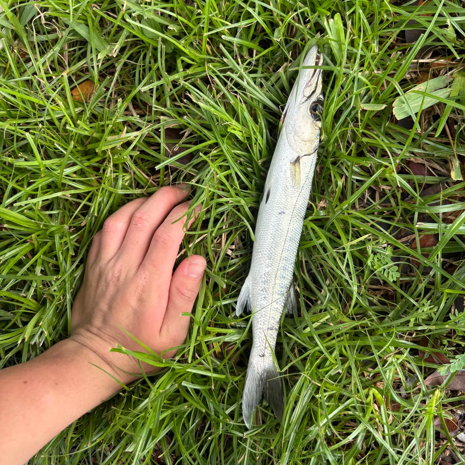 Great barracuda caught on Fishbrain