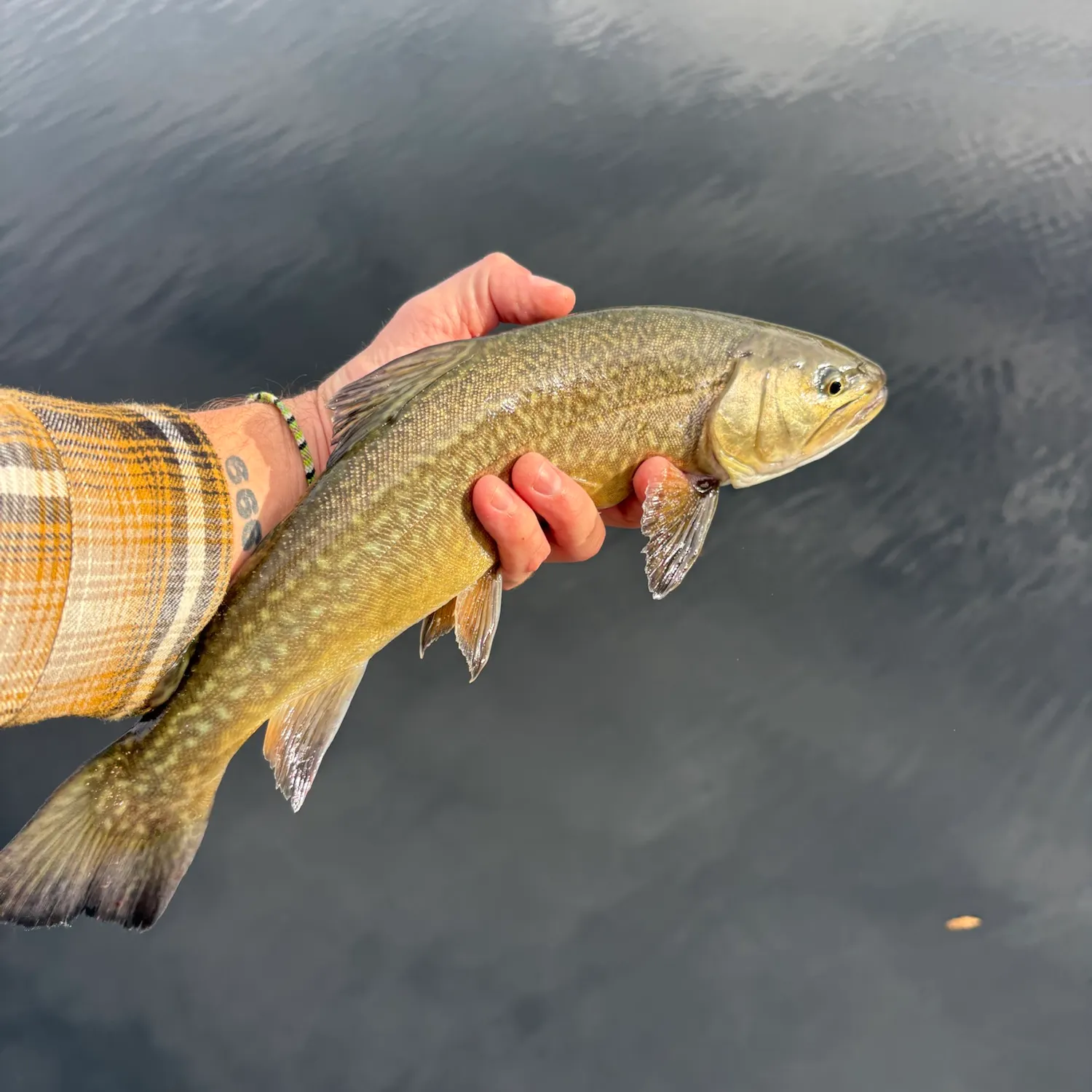 Tiger trout caught on Fishbrain