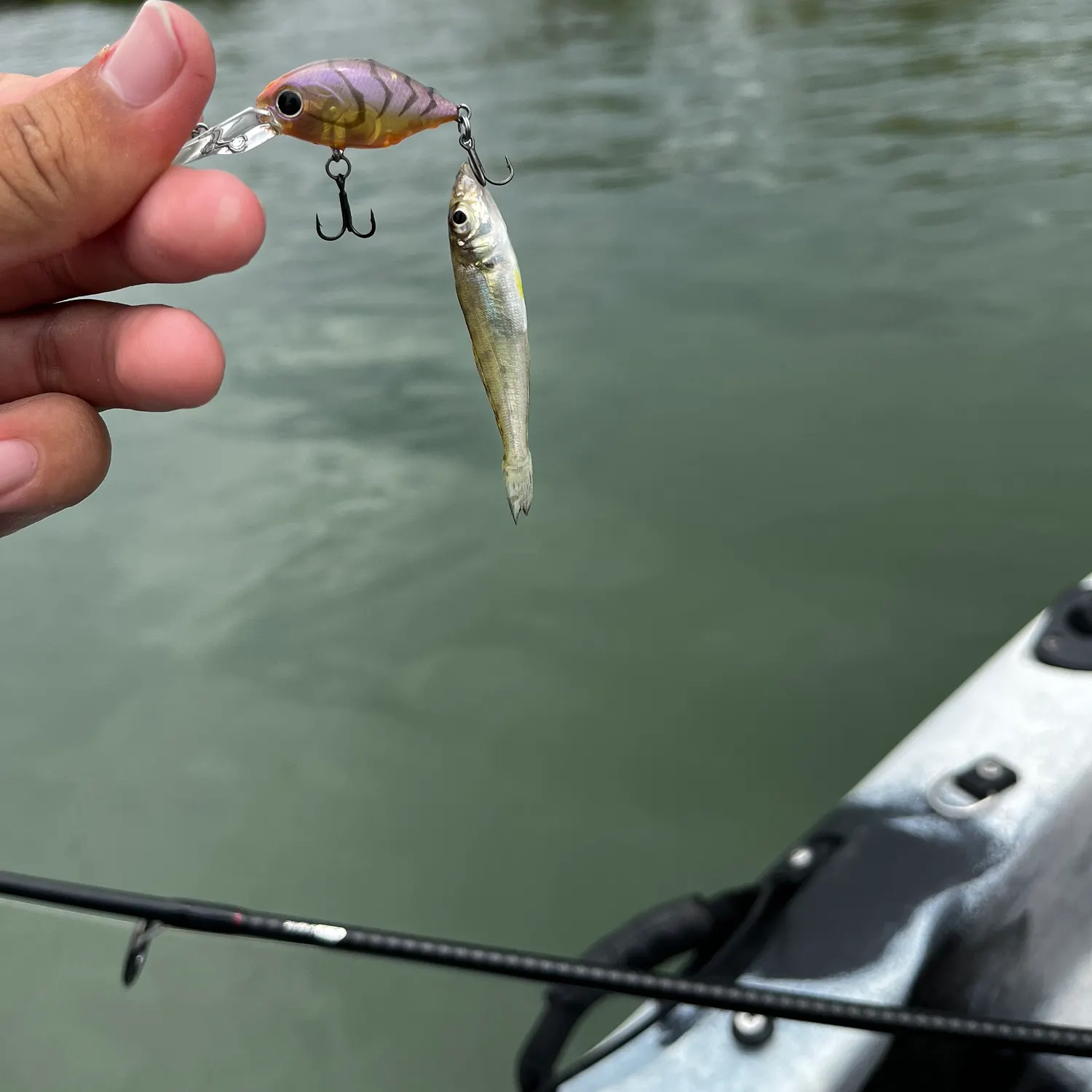 The most recent Sand sillago catches on Fishbrain