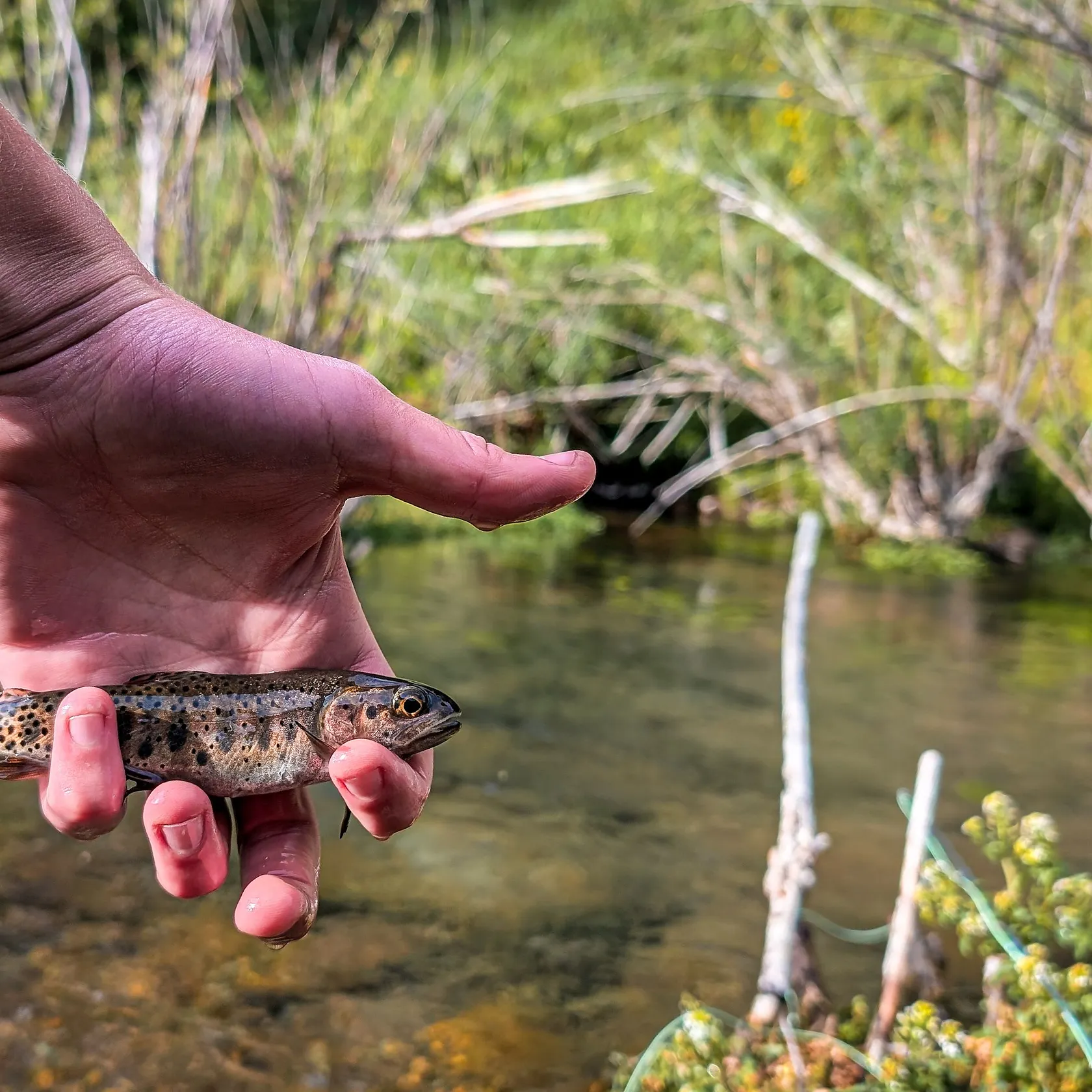 The most recent Bear River cutthroat trout catches on Fishbrain