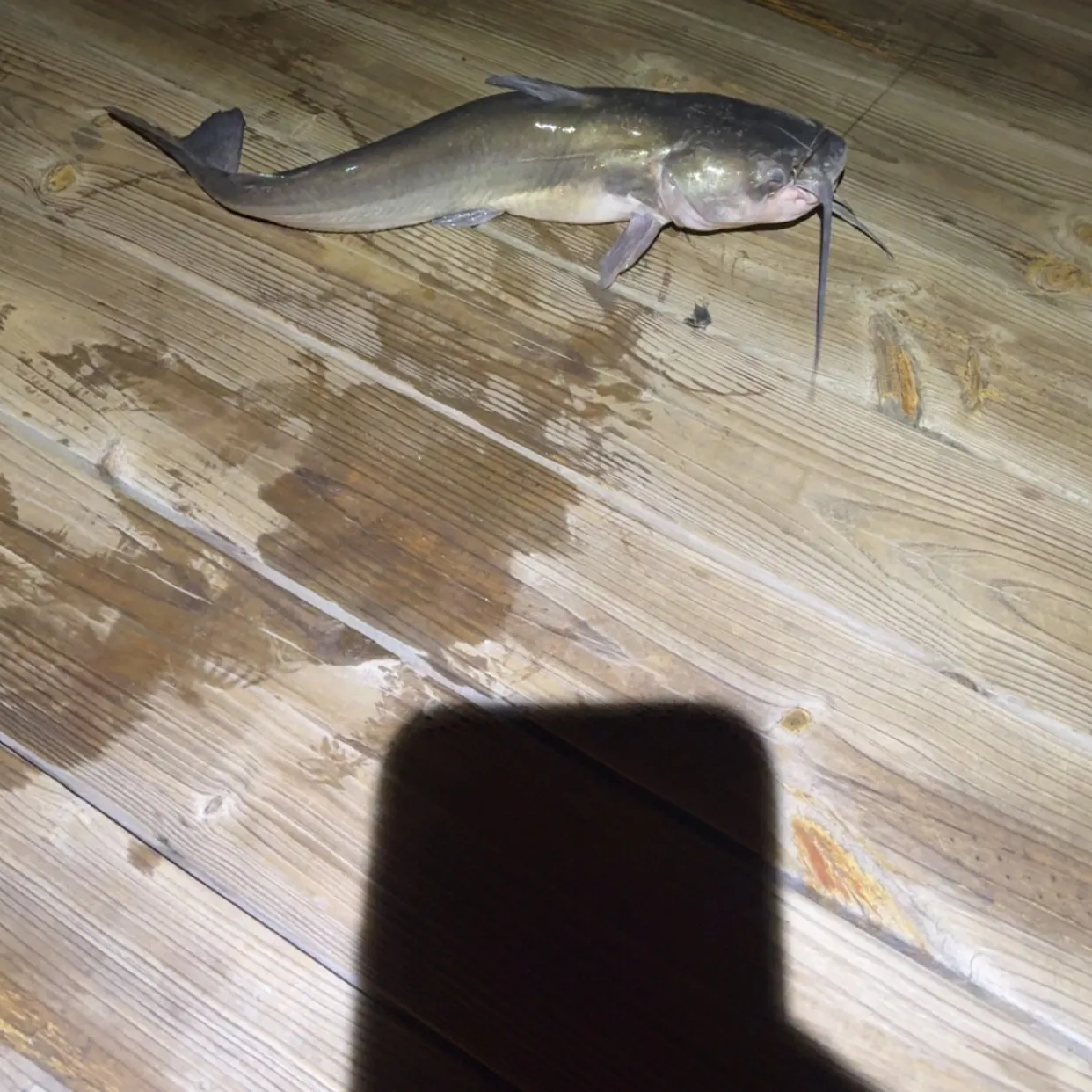 Channel catfish caught on Fishbrain