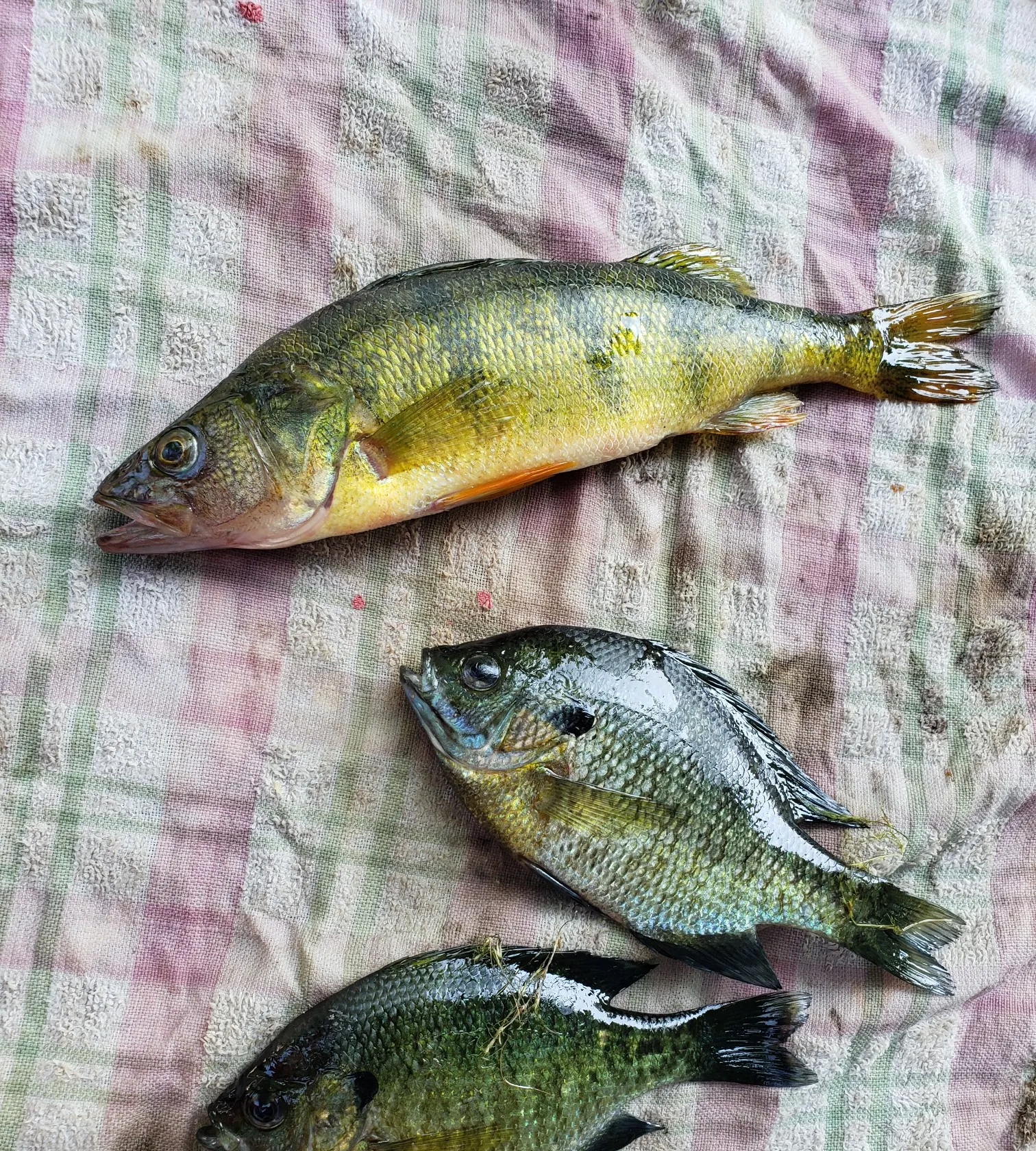 recently logged catches