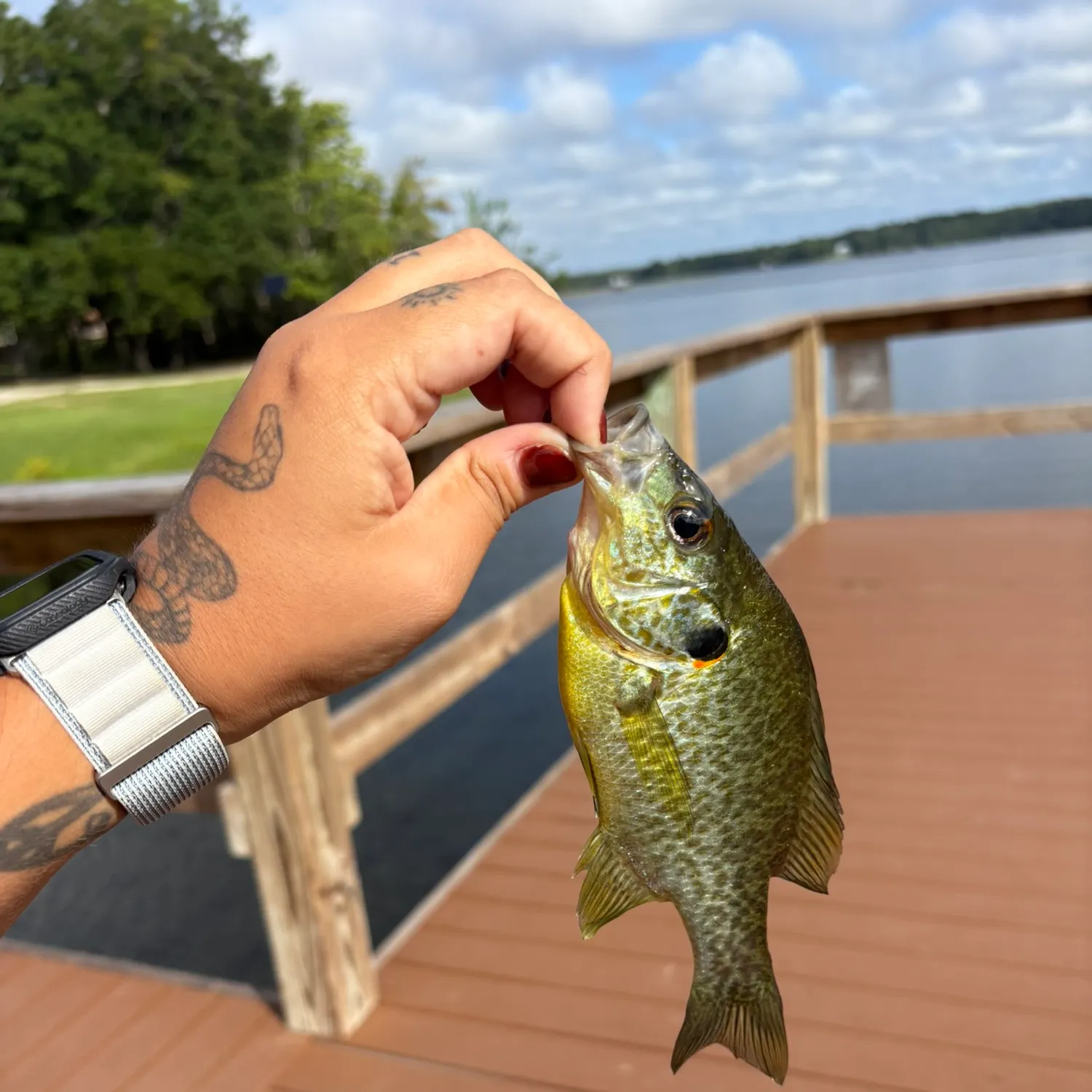 Bluegill caught on Fishbrain