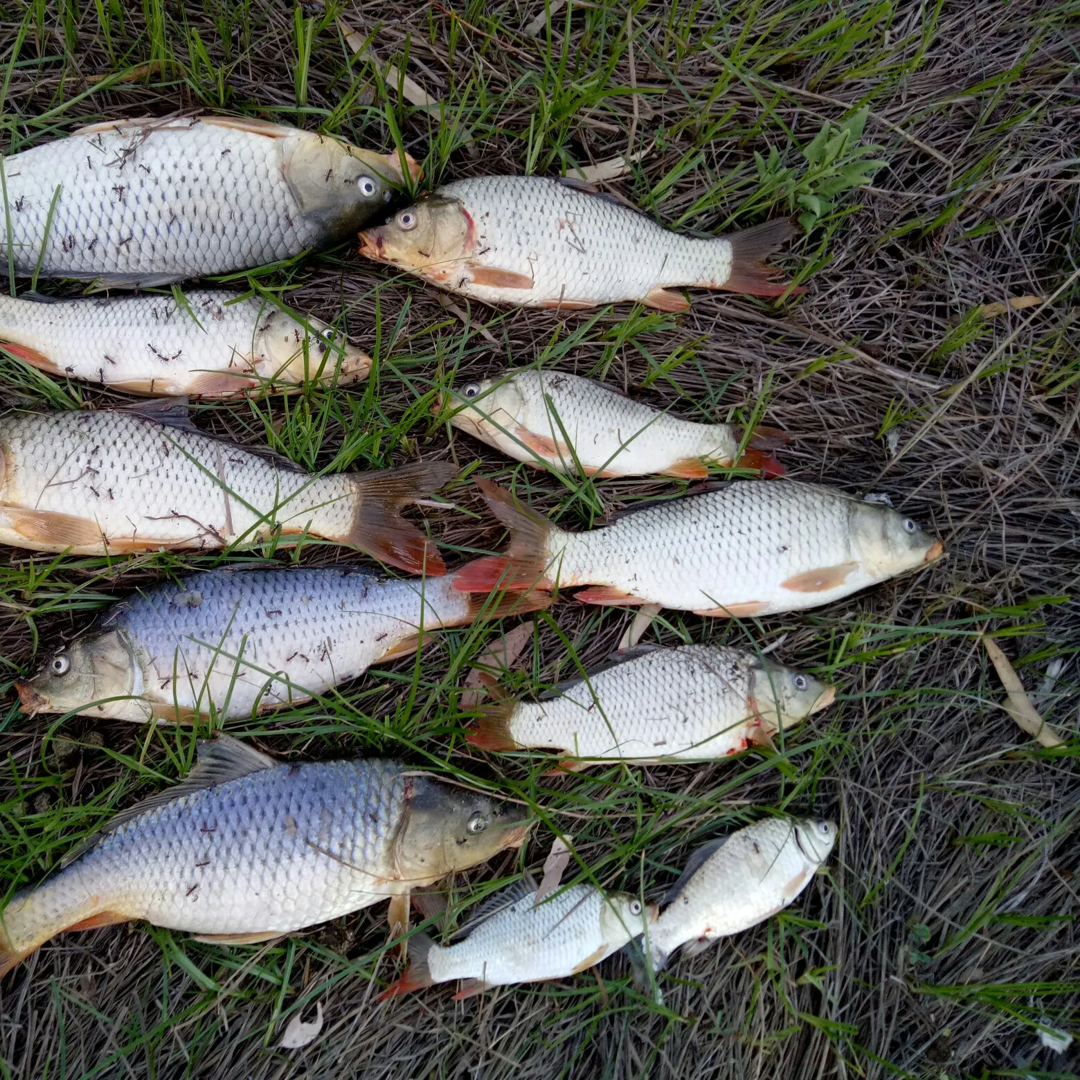 recently logged catches