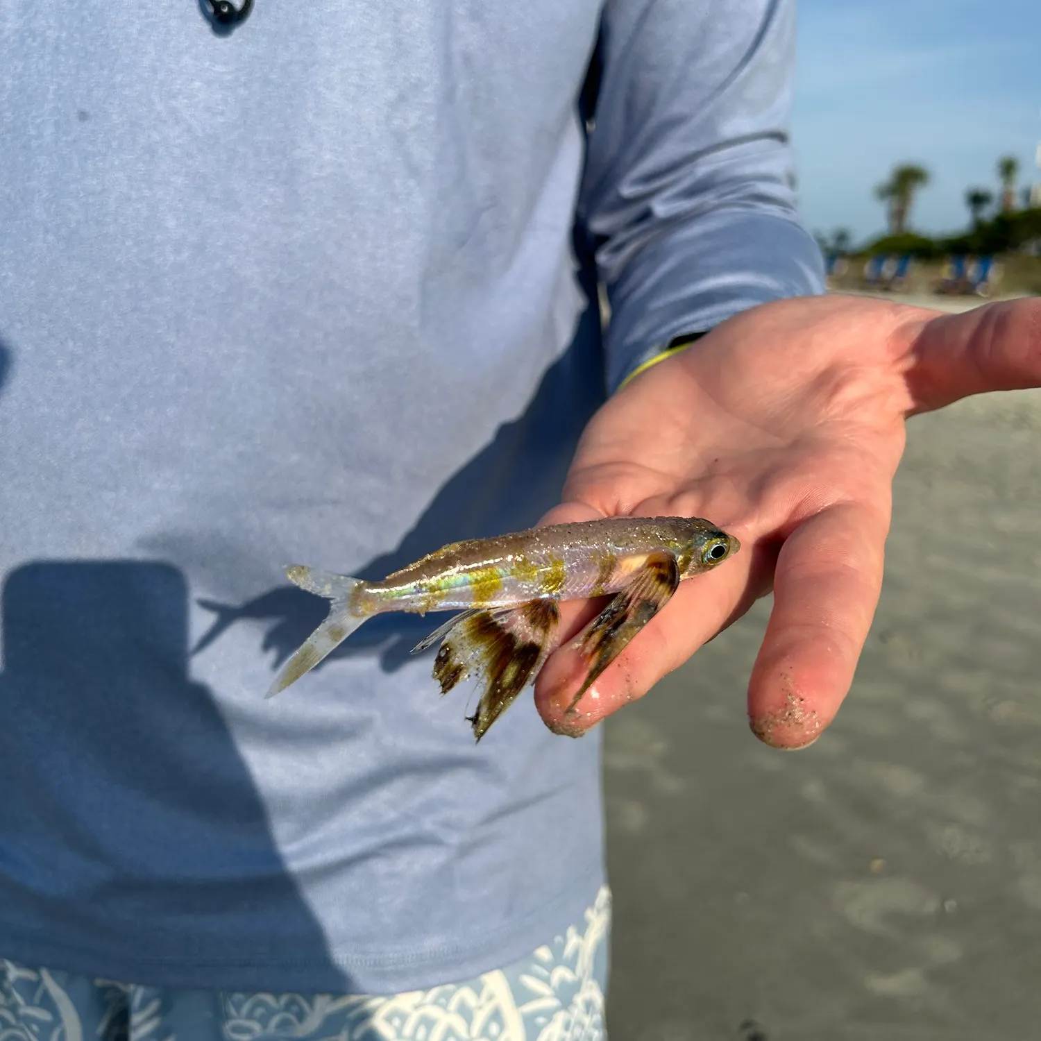 The most recent Margined flyingfish catches on Fishbrain
