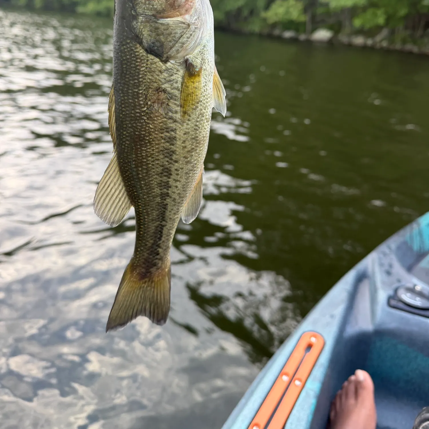 Largemouth bass caught on Fishbrain