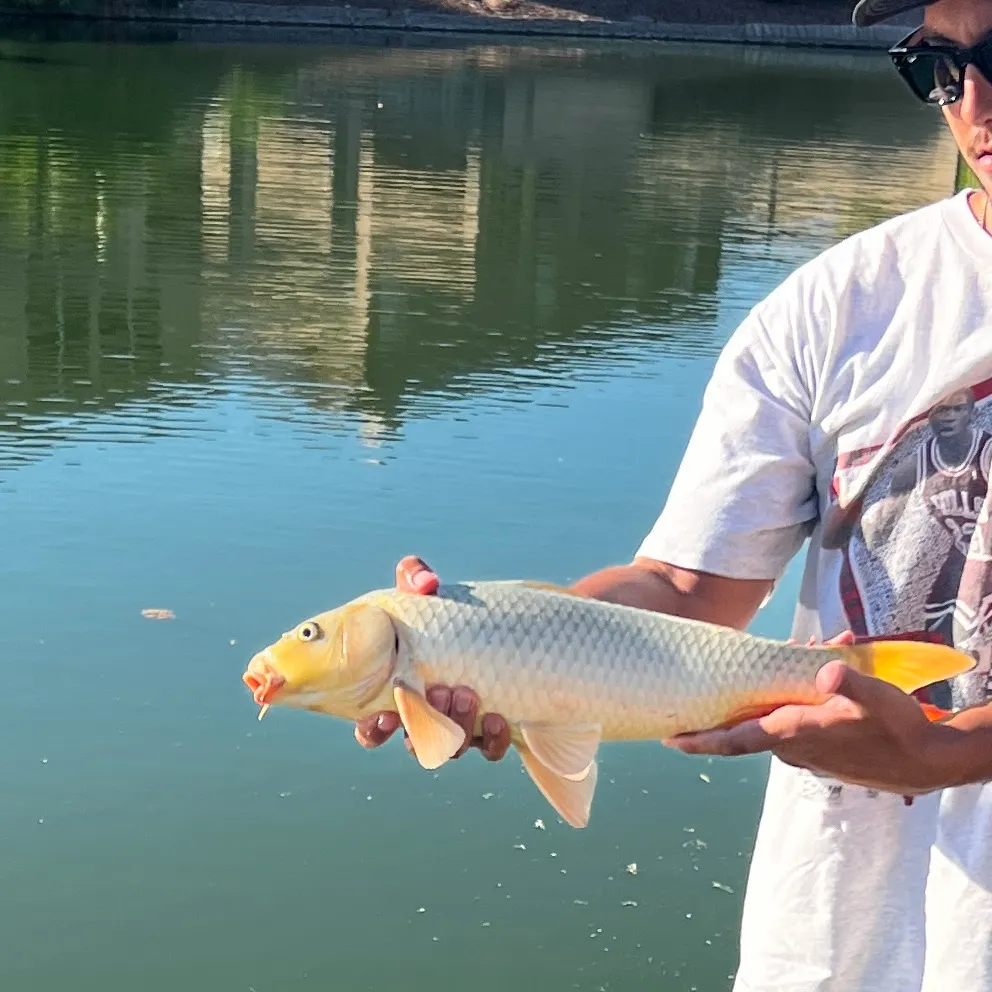 The most recent Ghost carp catches on Fishbrain