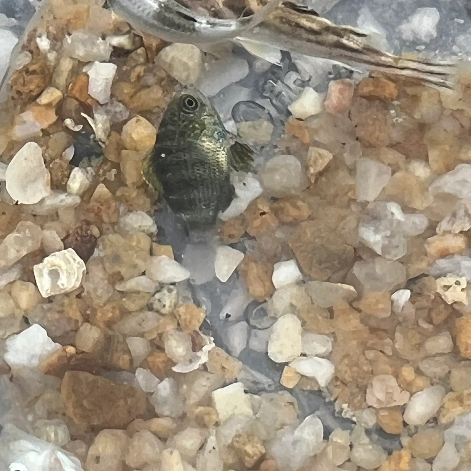 The most recent Bengal sergeant catches on Fishbrain