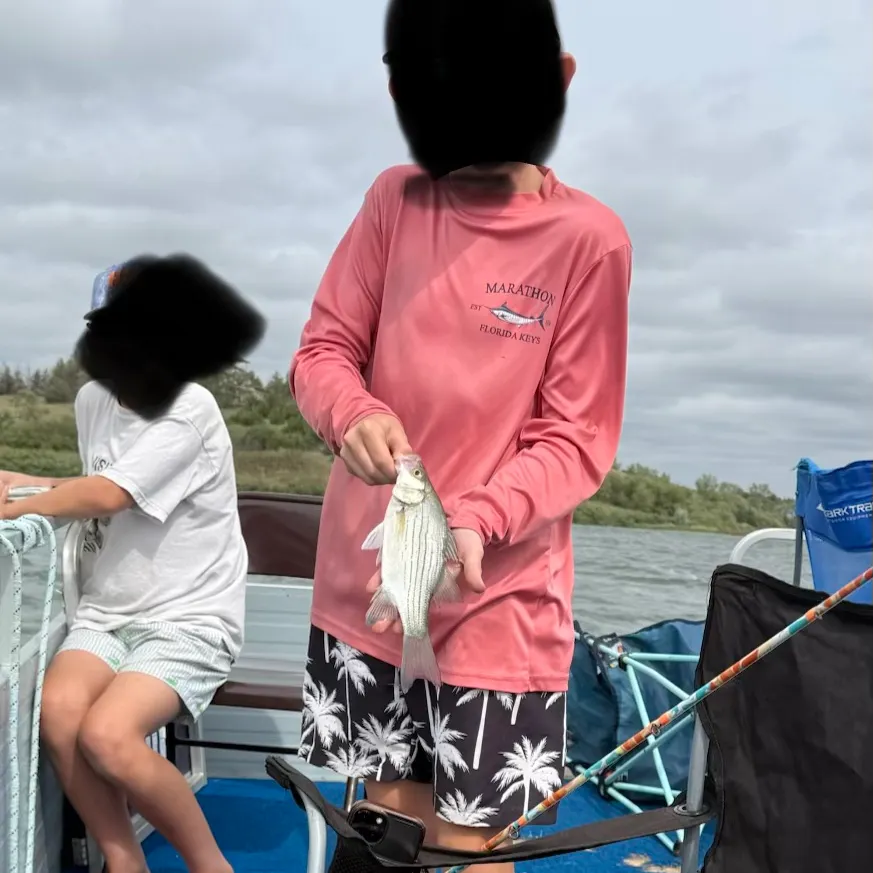 The most recent White bass catches on Fishbrain