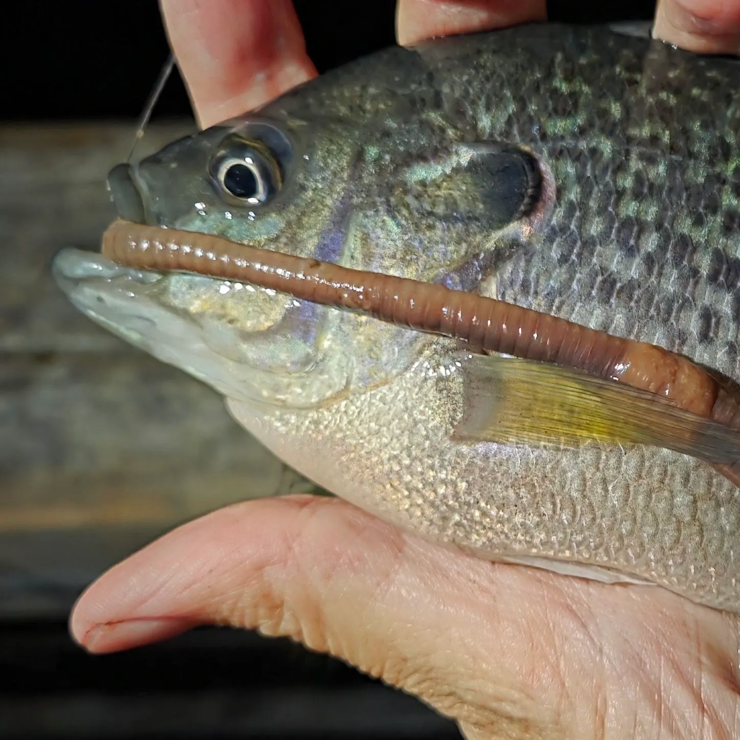 Greengill hybrid caught on Fishbrain