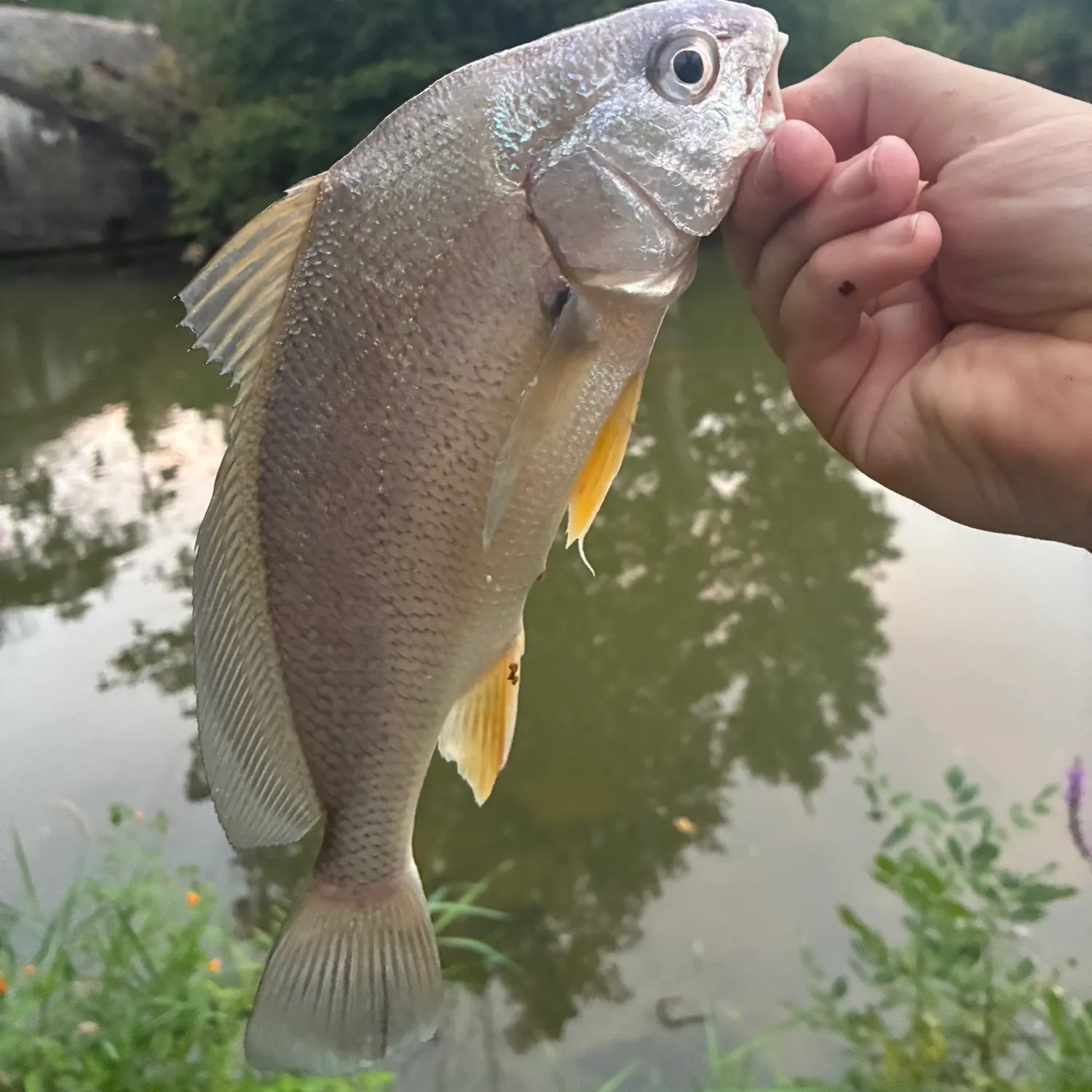 Freshwater drum caught on Fishbrain
