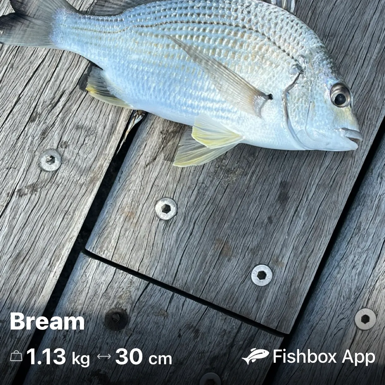 recently logged catches