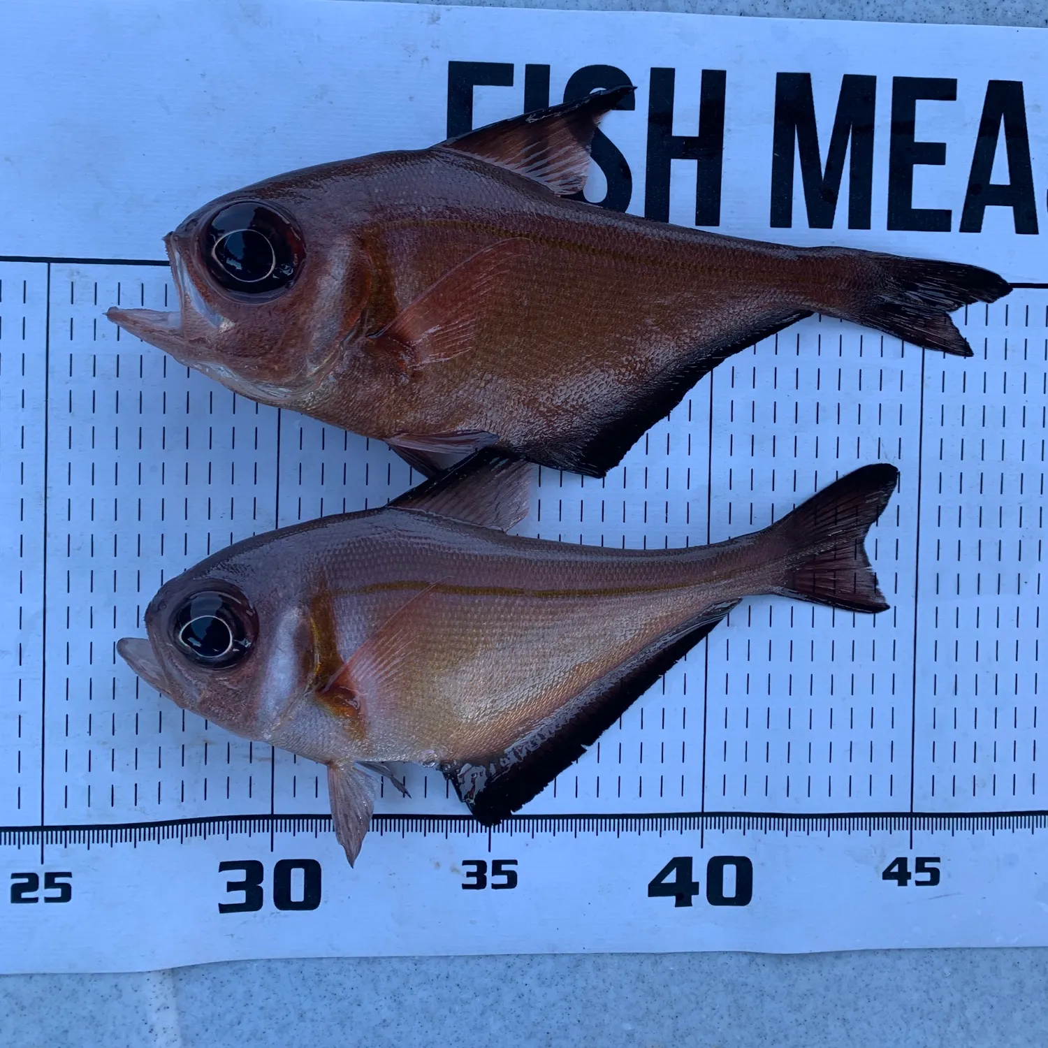 The most recent Bullseye cardinalfish catches on Fishbrain