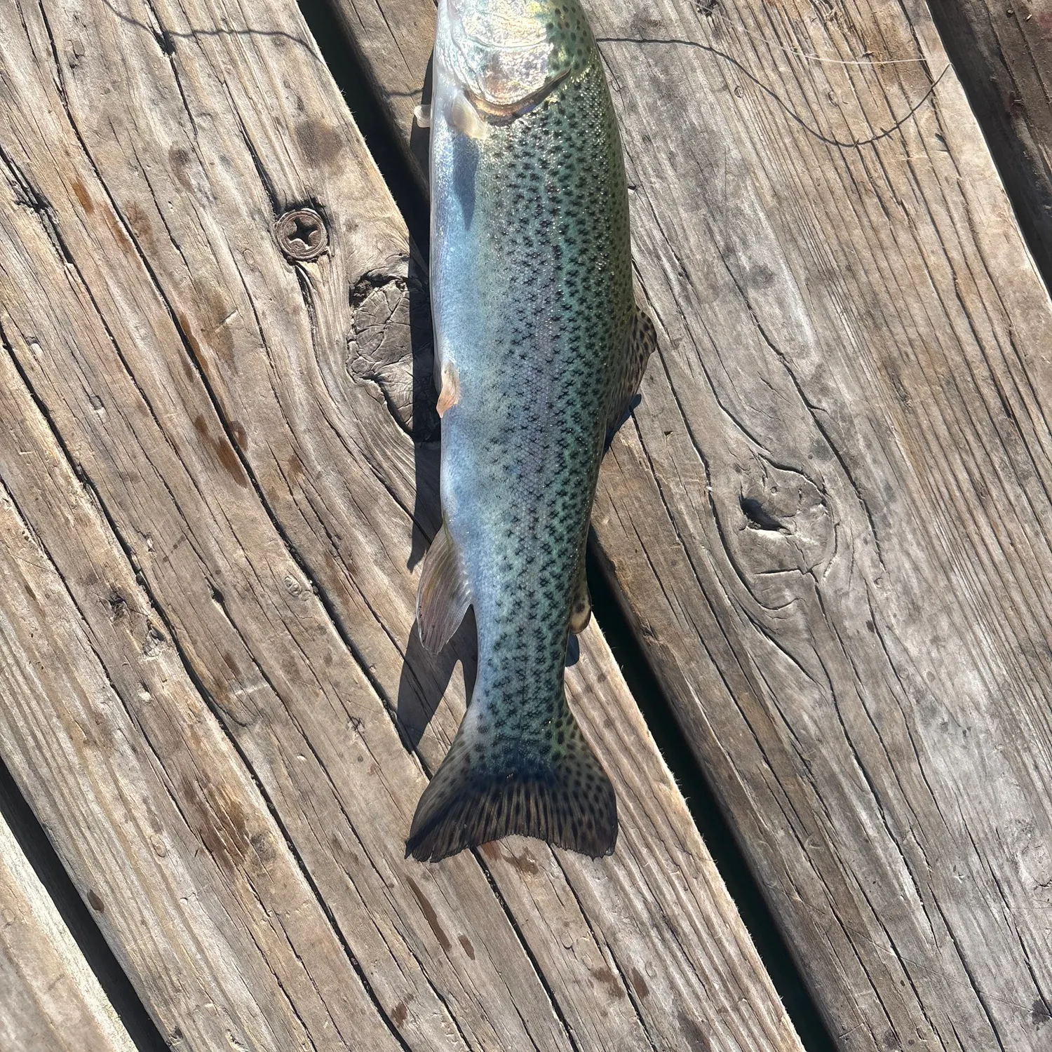 Rainbow trout caught on Fishbrain
