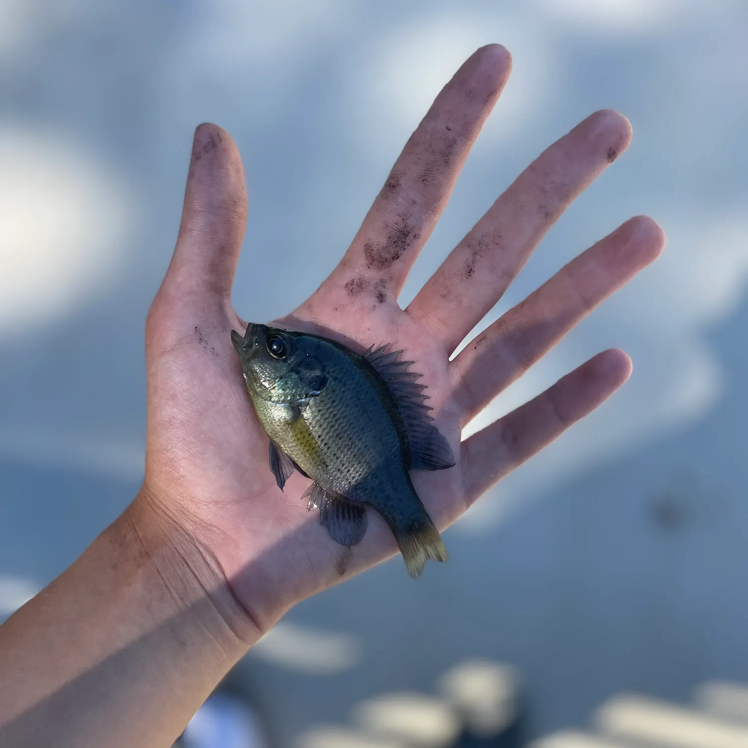 Spotted sunfish caught on Fishbrain