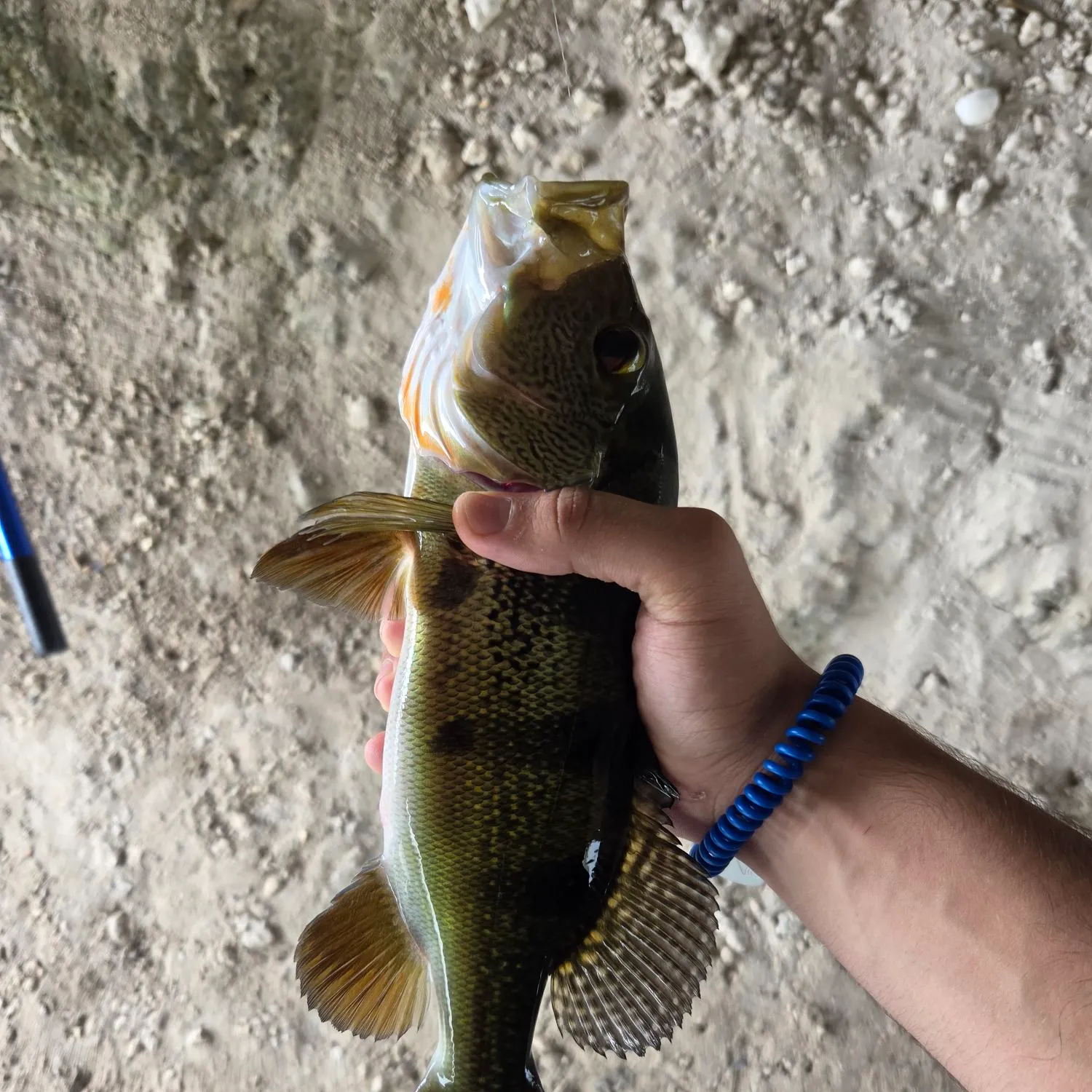 Butterfly peacock bass caught on Fishbrain