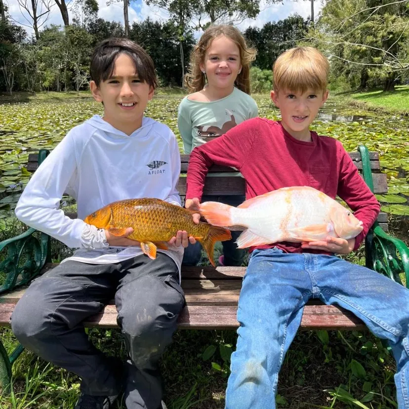 The most recent Red tilapia catches on Fishbrain