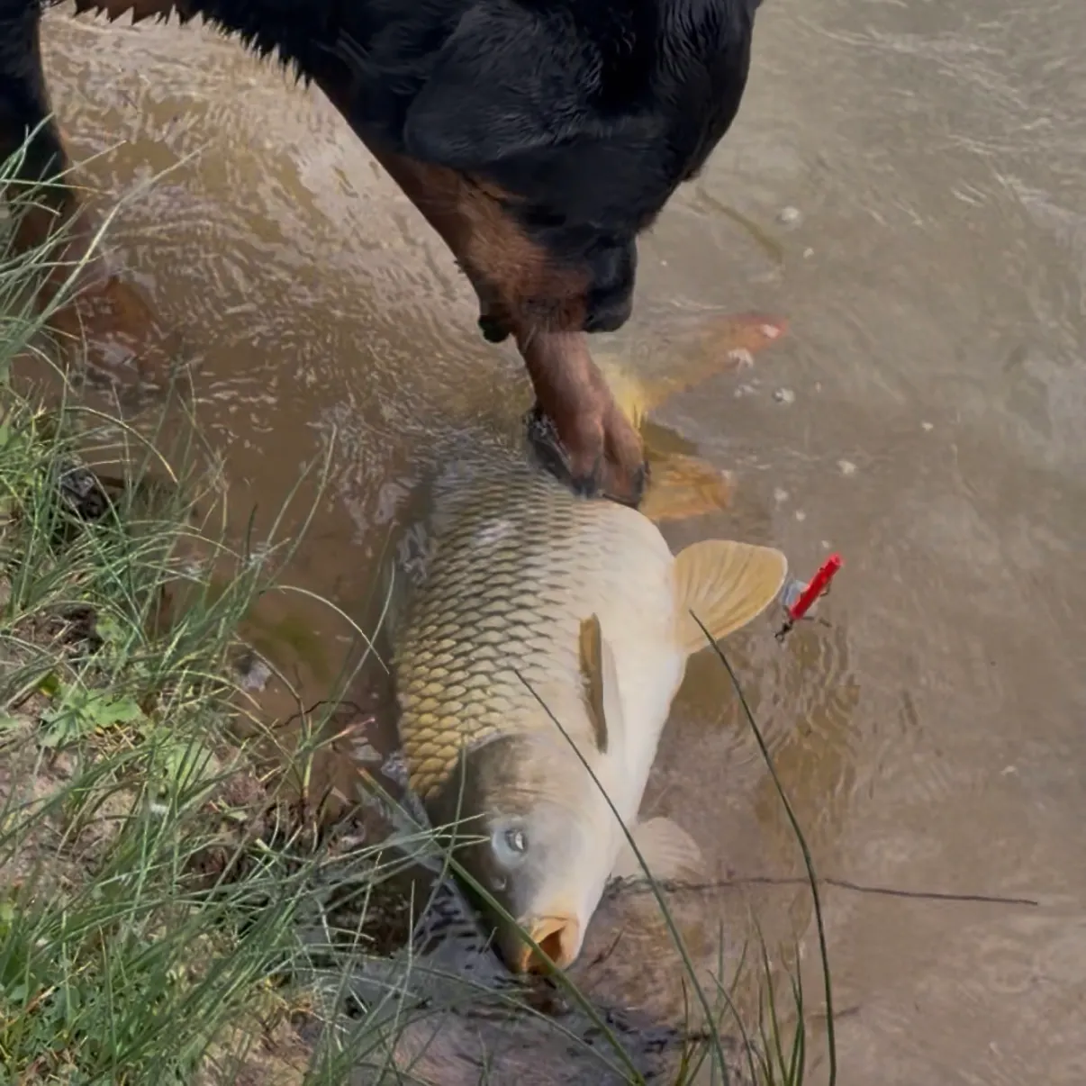 Common carp caught on Fishbrain