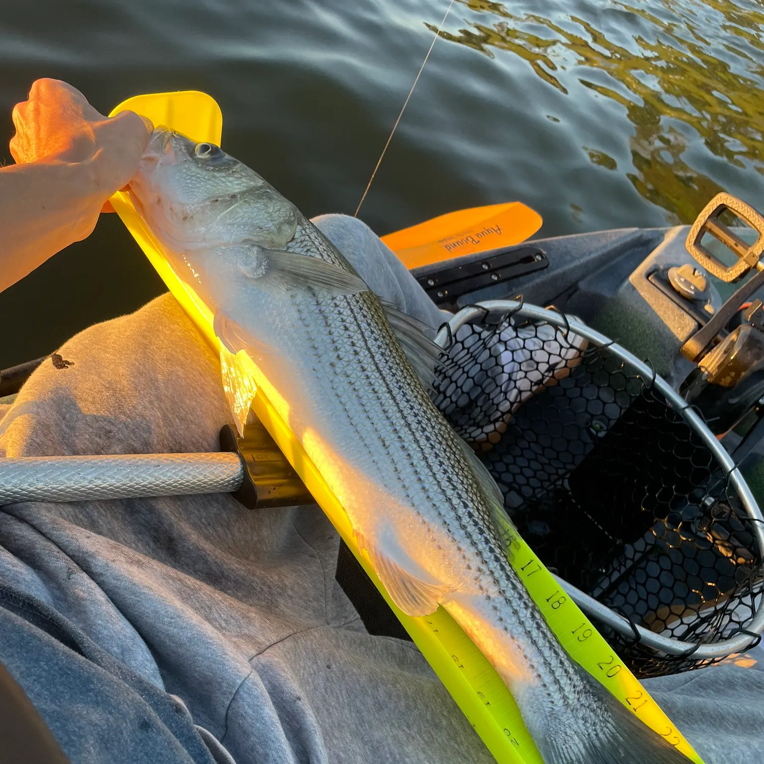 Striped bass caught on Fishbrain