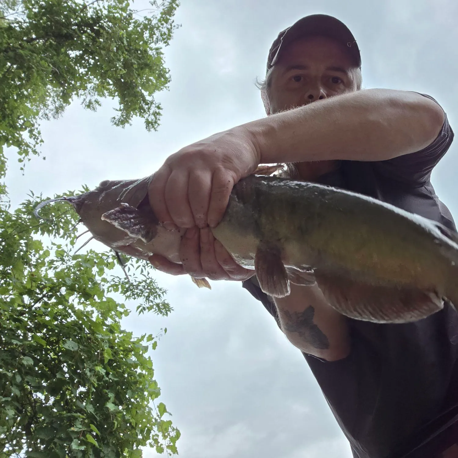 Channel catfish caught on Fishbrain