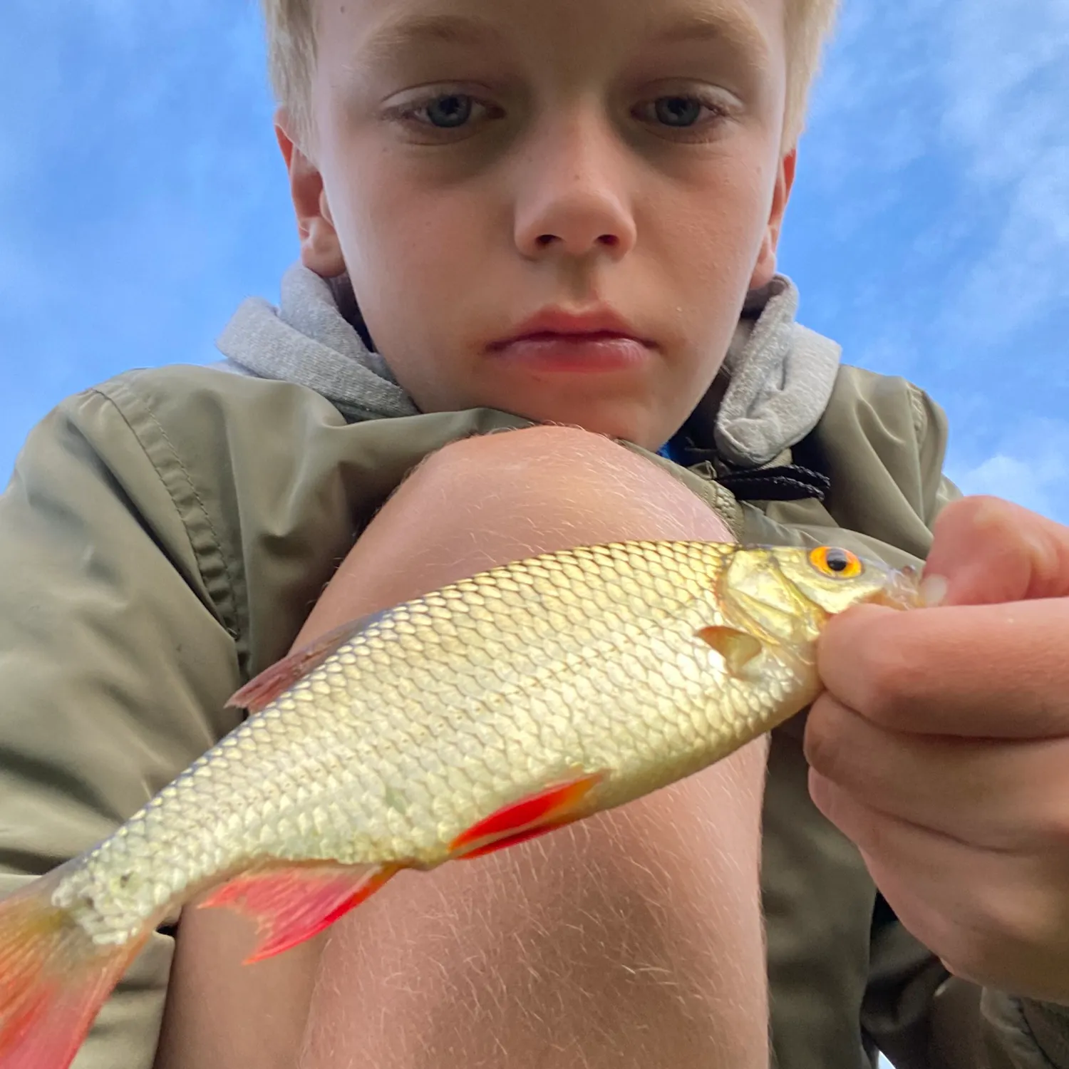 Common rudd caught on Fishbrain