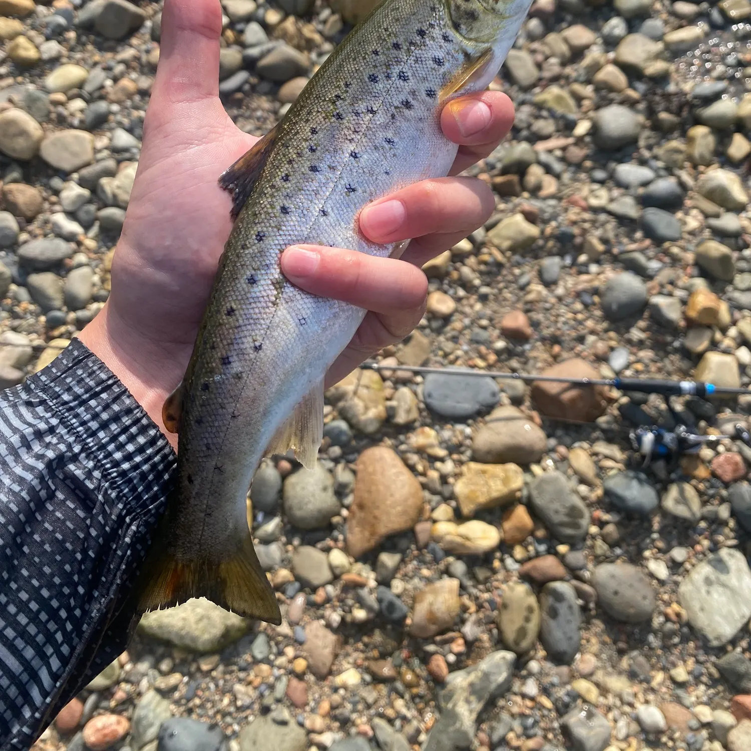 Sea trout caught on Fishbrain
