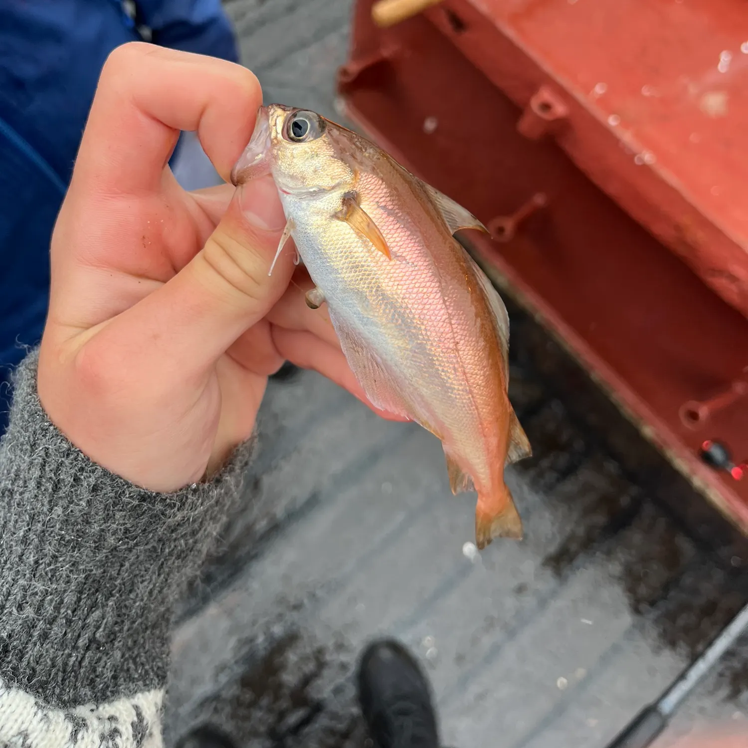 The most recent Poor cod catches on Fishbrain