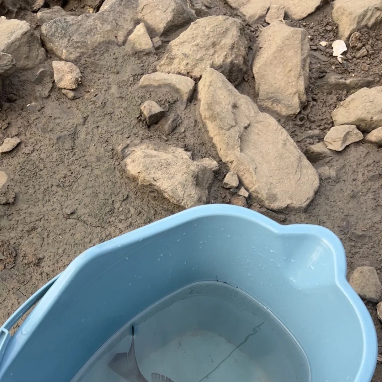 The most recent Surf bream catches on Fishbrain