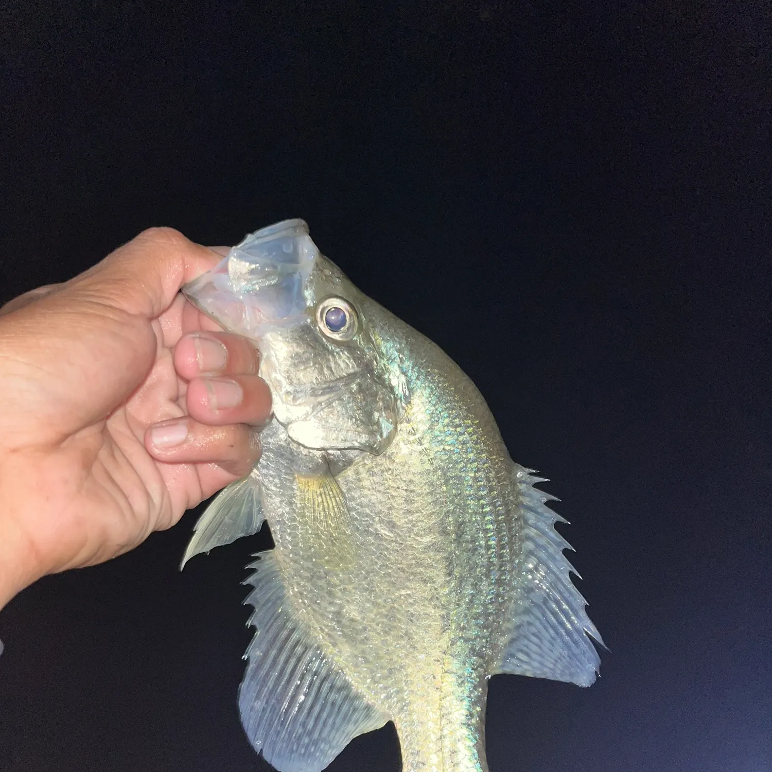 The most recent White crappie catches on Fishbrain