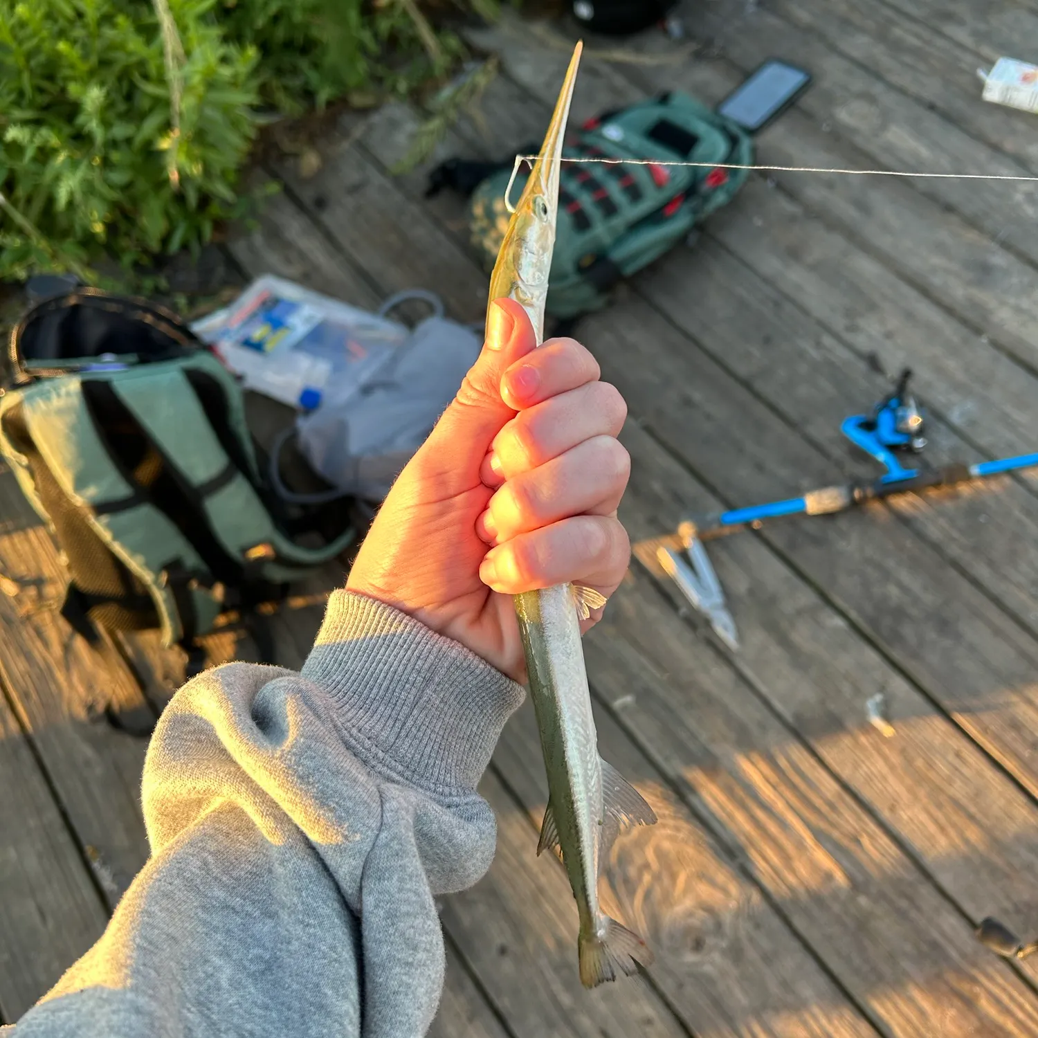 The most recent Flat needlefish catches on Fishbrain