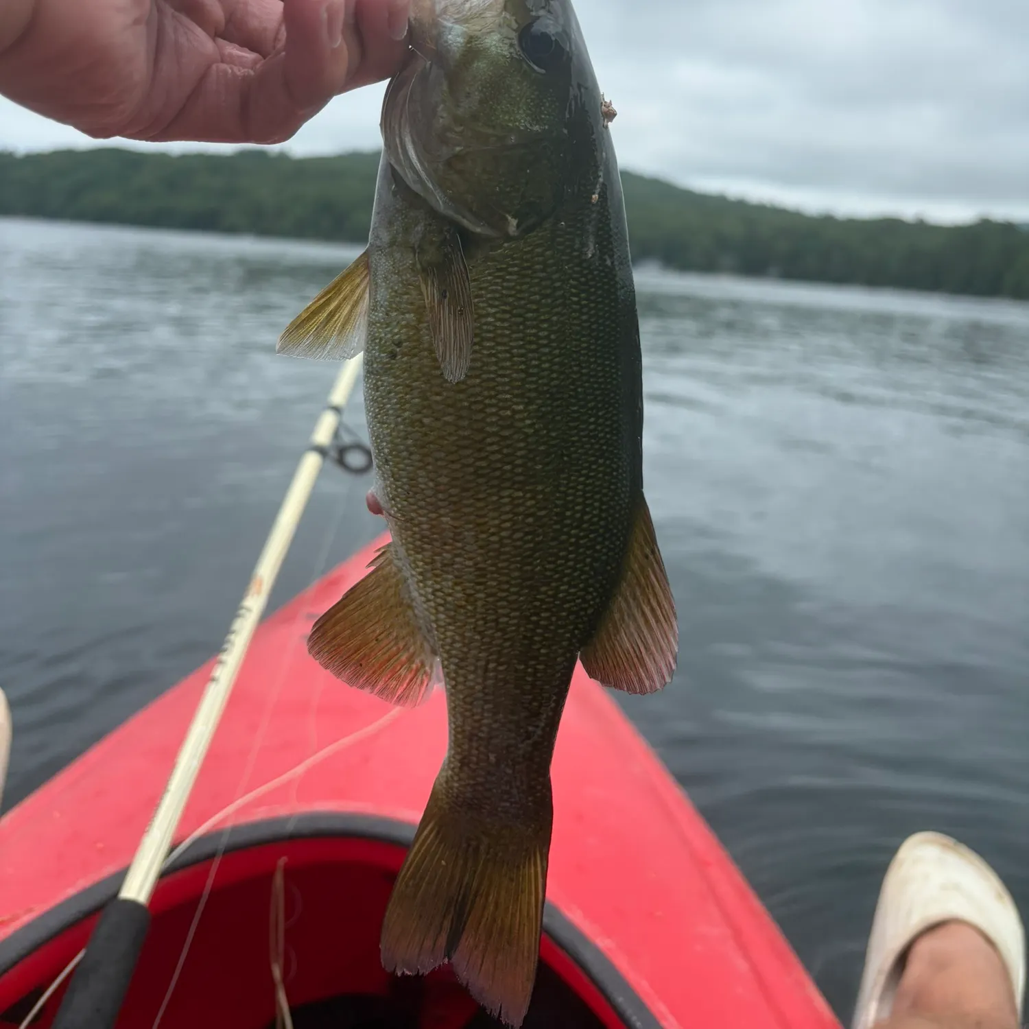 Smallmouth bass caught on Fishbrain