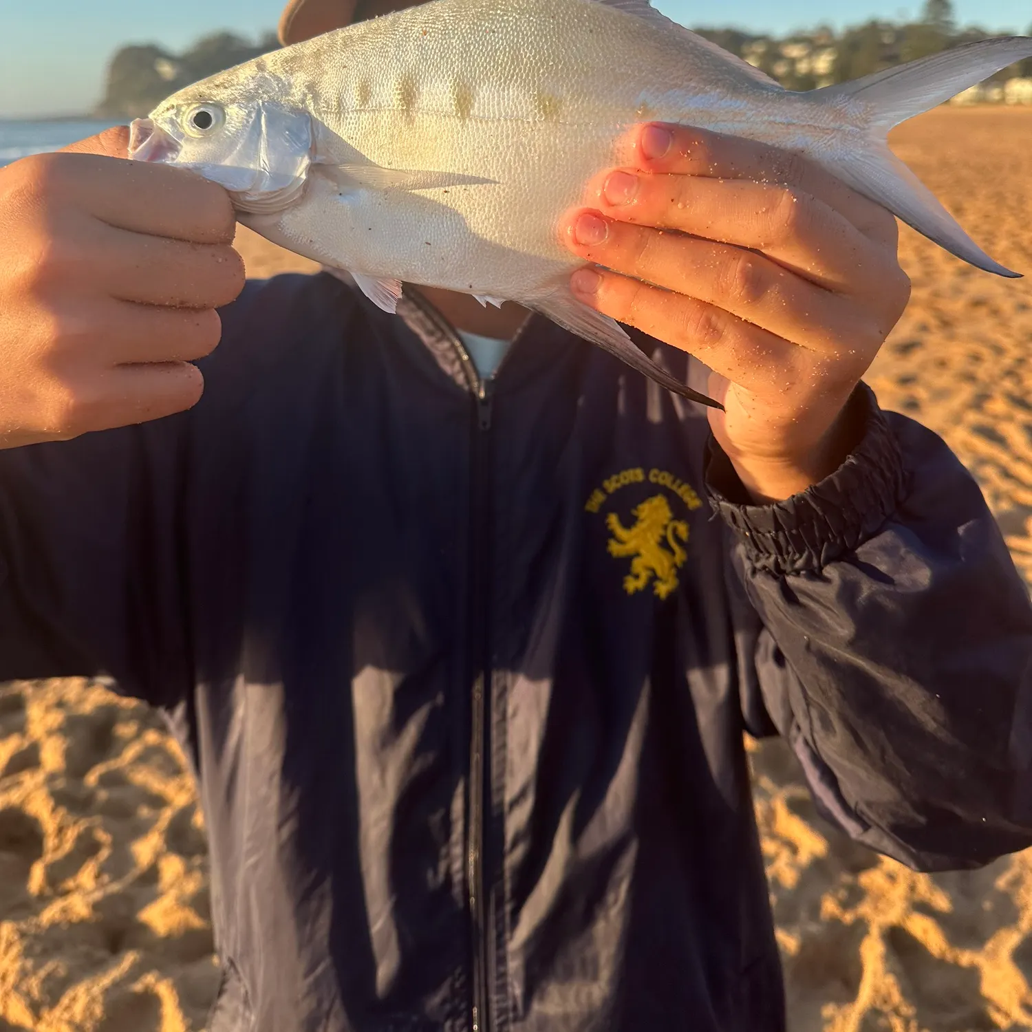 The most recent Swallowtail dart catches on Fishbrain