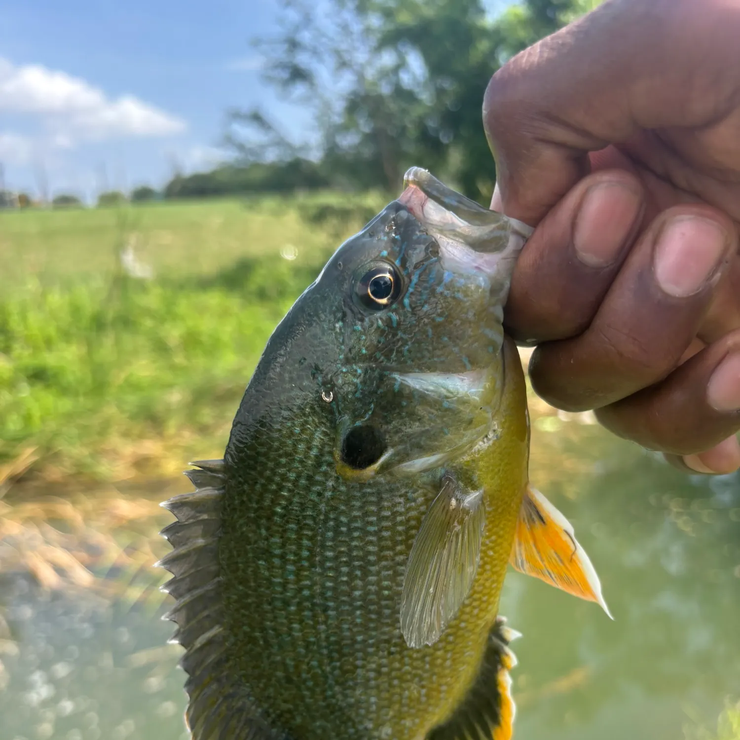 Green sunfish caught on Fishbrain