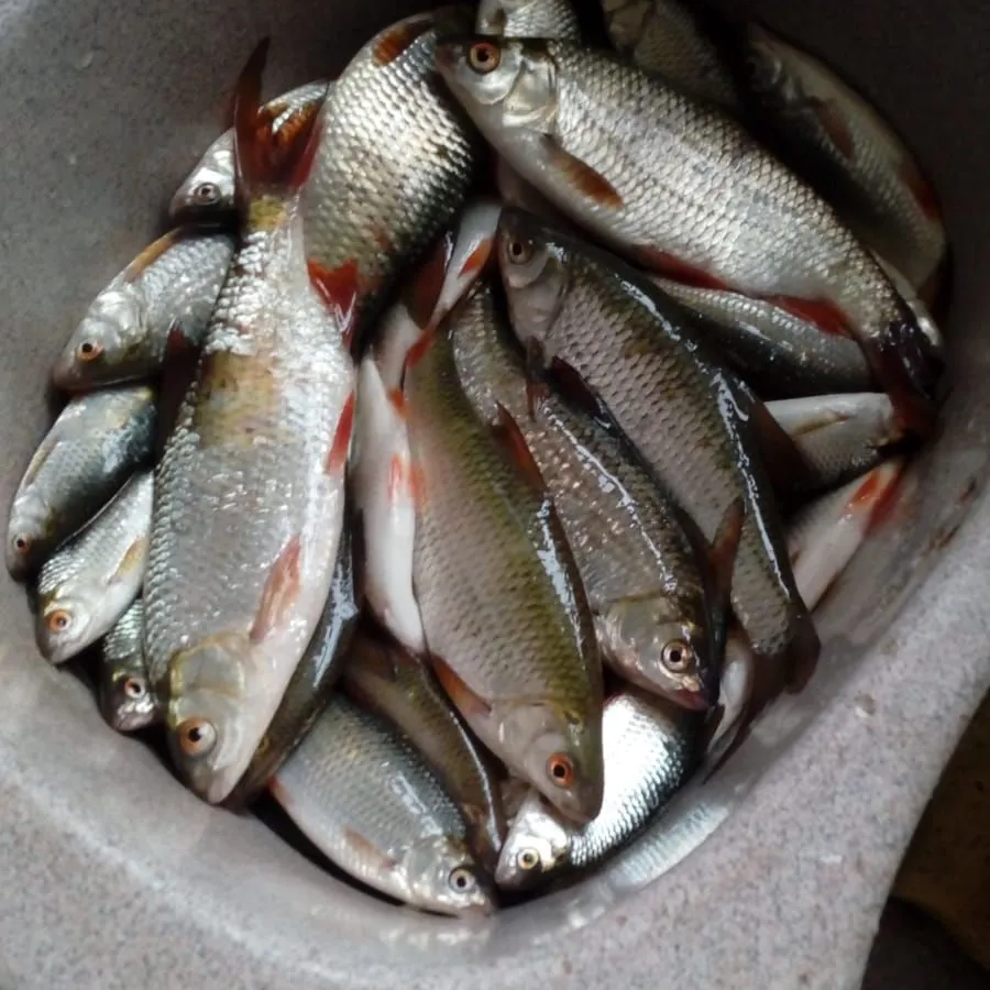 The most recent Common roach catches on Fishbrain