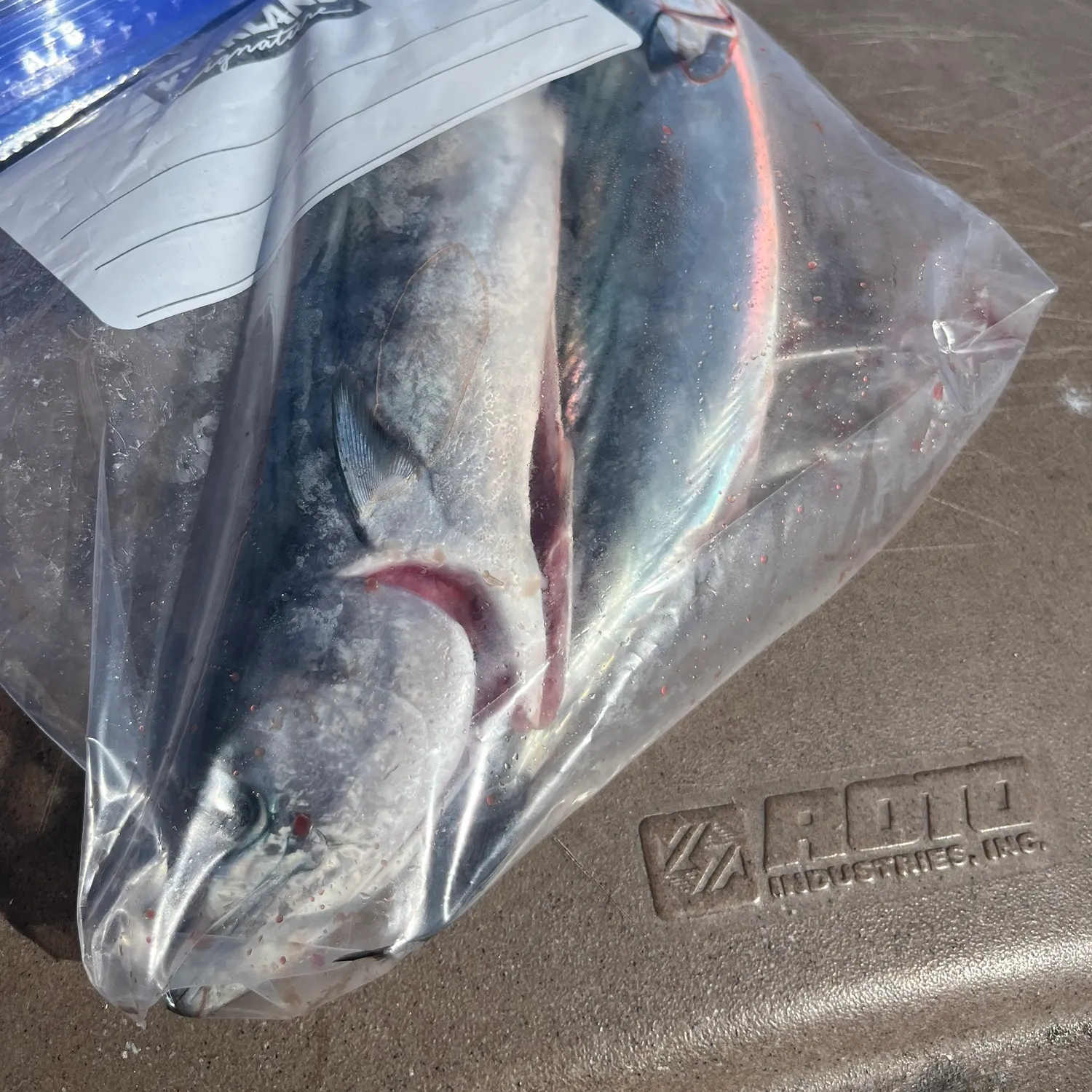 Pacific bonito caught on Fishbrain