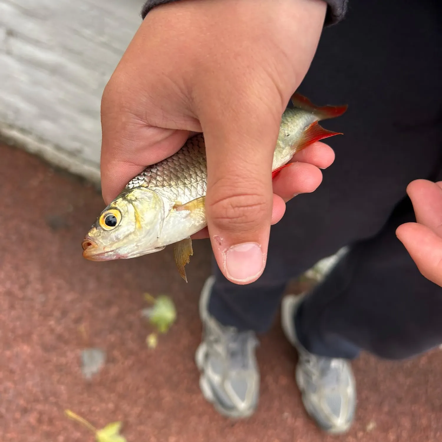 Fish caught on Fishbrain