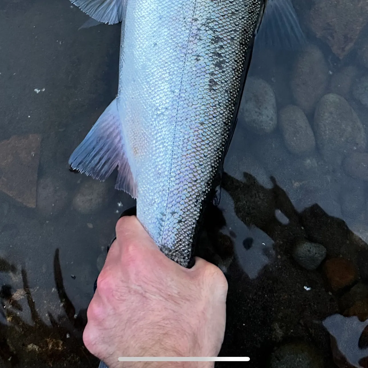 Coho salmon caught on Fishbrain