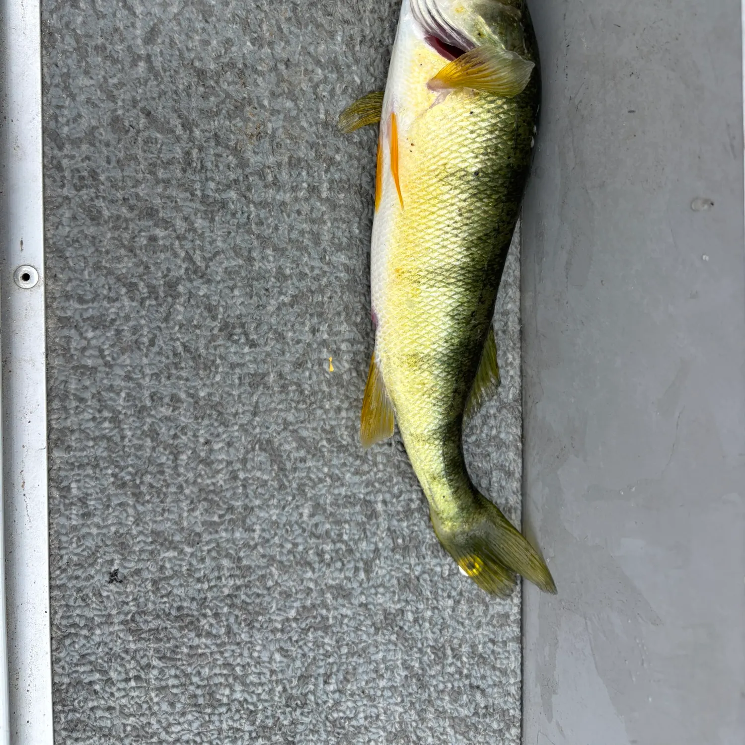 Yellow perch caught on Fishbrain